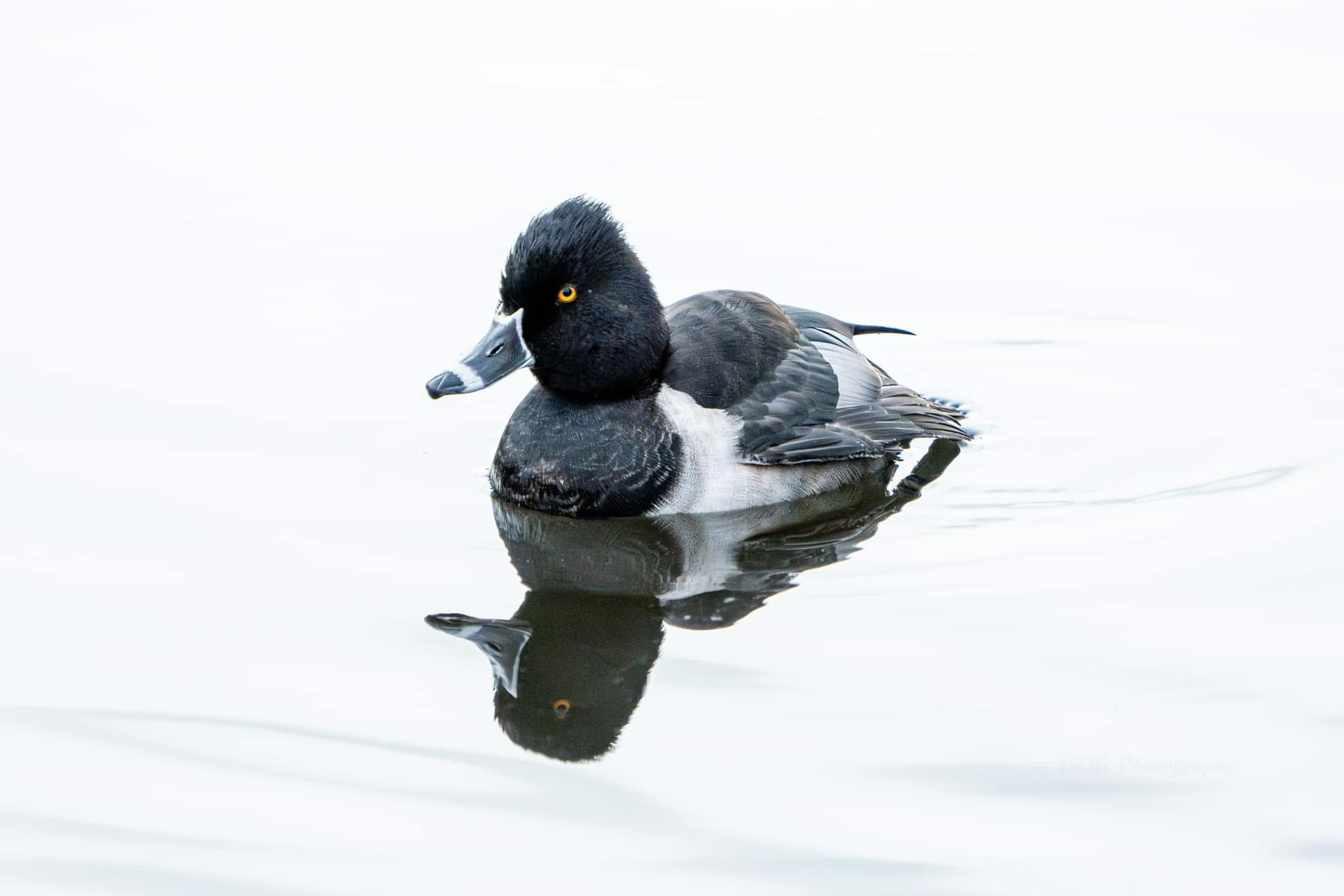 Spotting the Charming Ring-Necked Duck