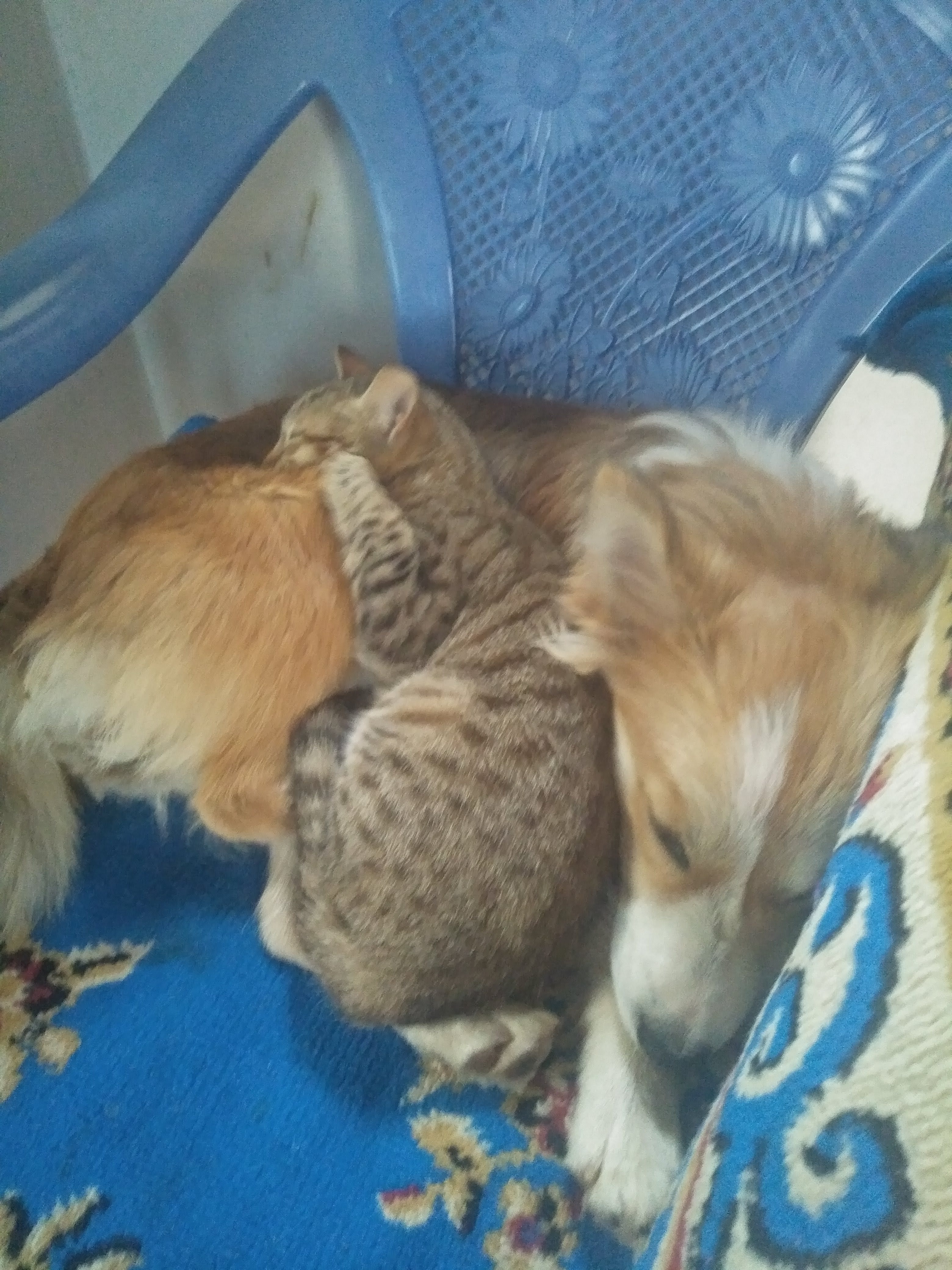 Are these sweeties the cutest thing ever?