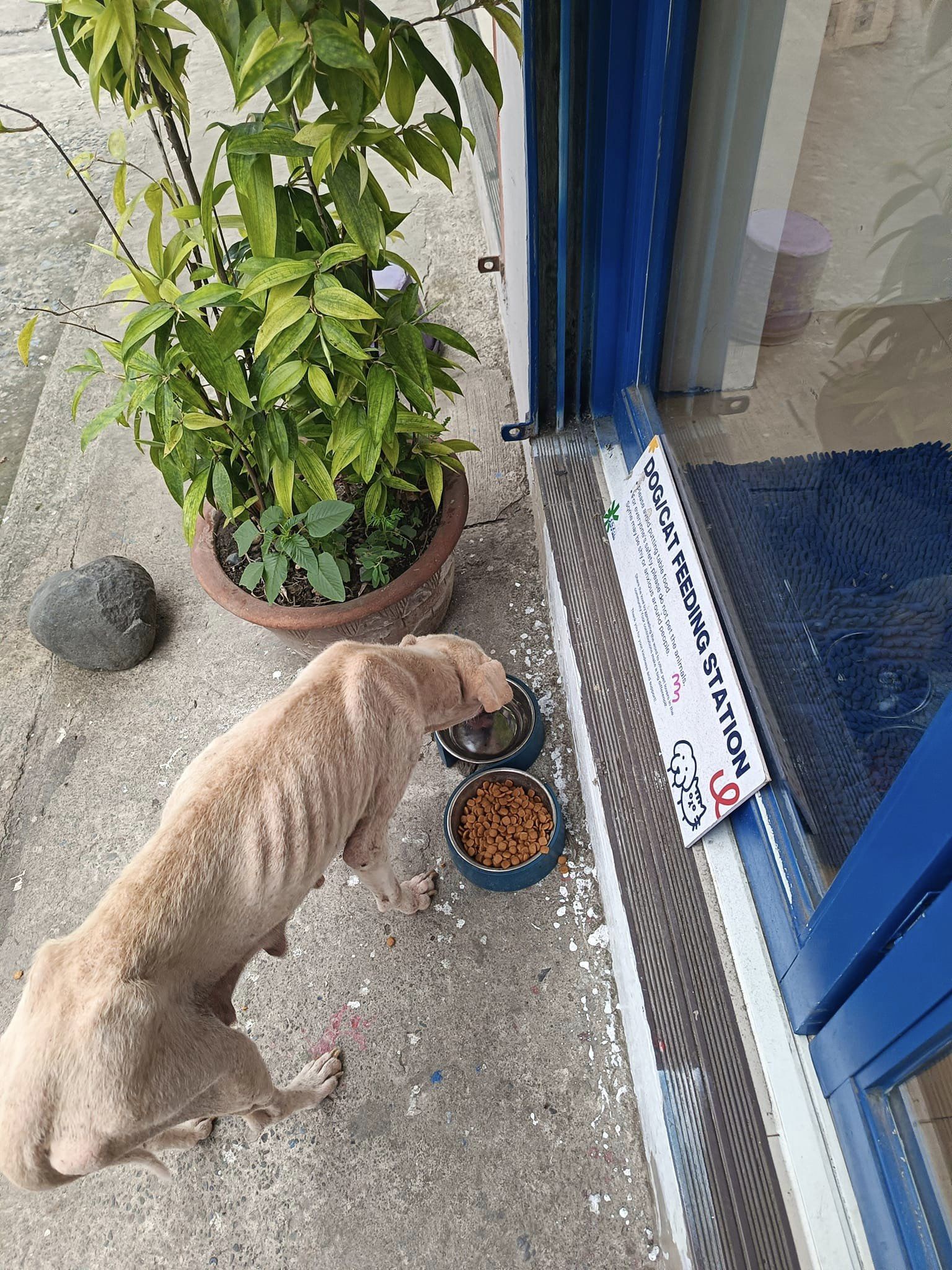 A Community Feeding Station for Stray Animals