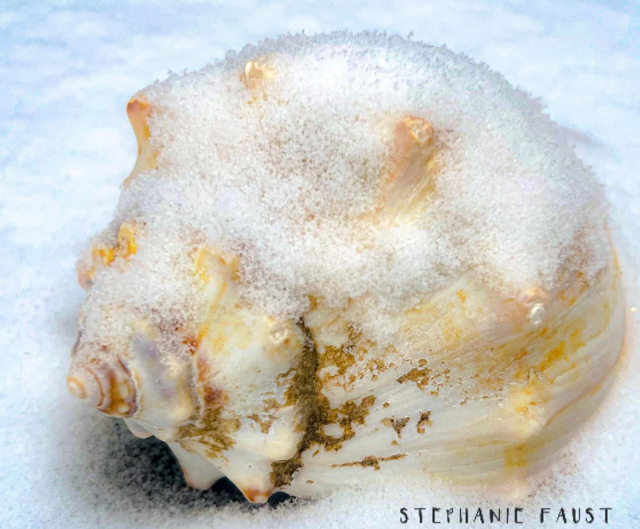 A Seashell Blanketed in Snow