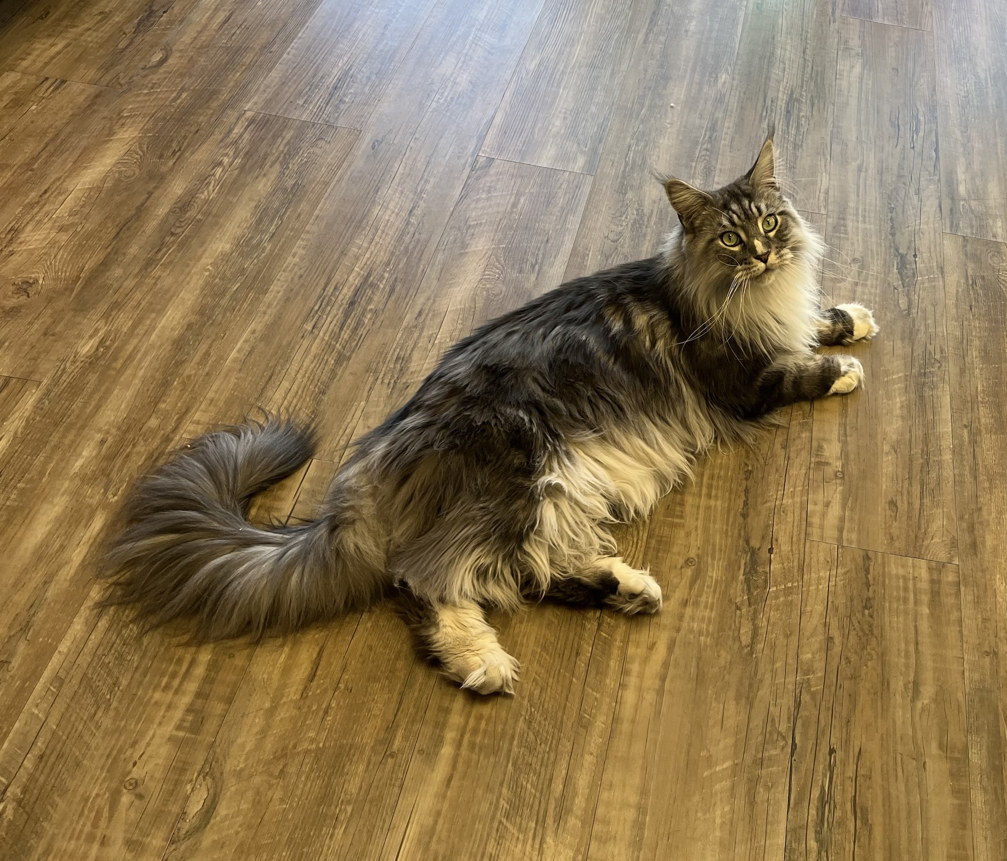 Met Felix at Wild Birds Unlimited: Every Store Needs a Cat Like Him!