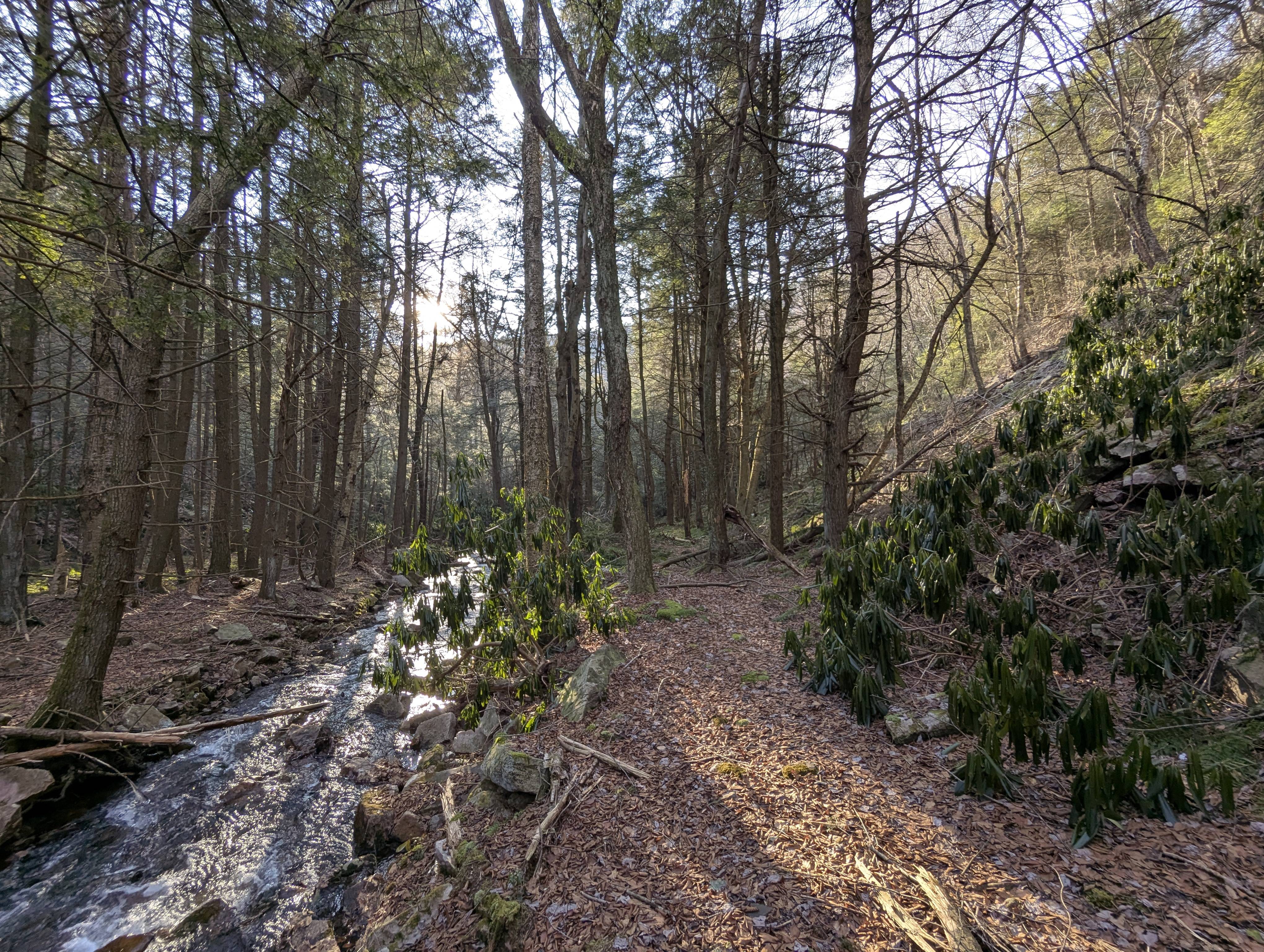 Adventuring through Bald Eagle SF: Gooseneck and The Hook!