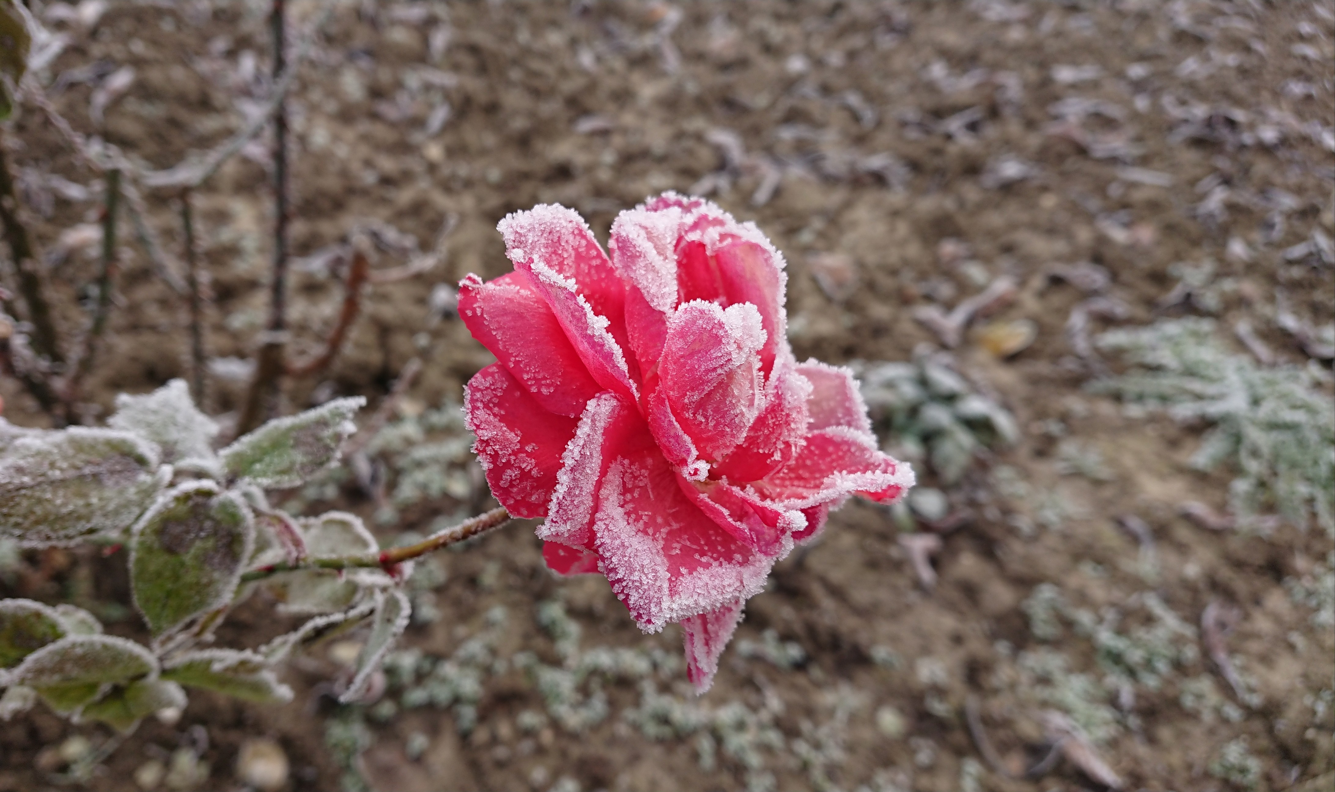 Valentine's Day: A Frosted Rose for My Love