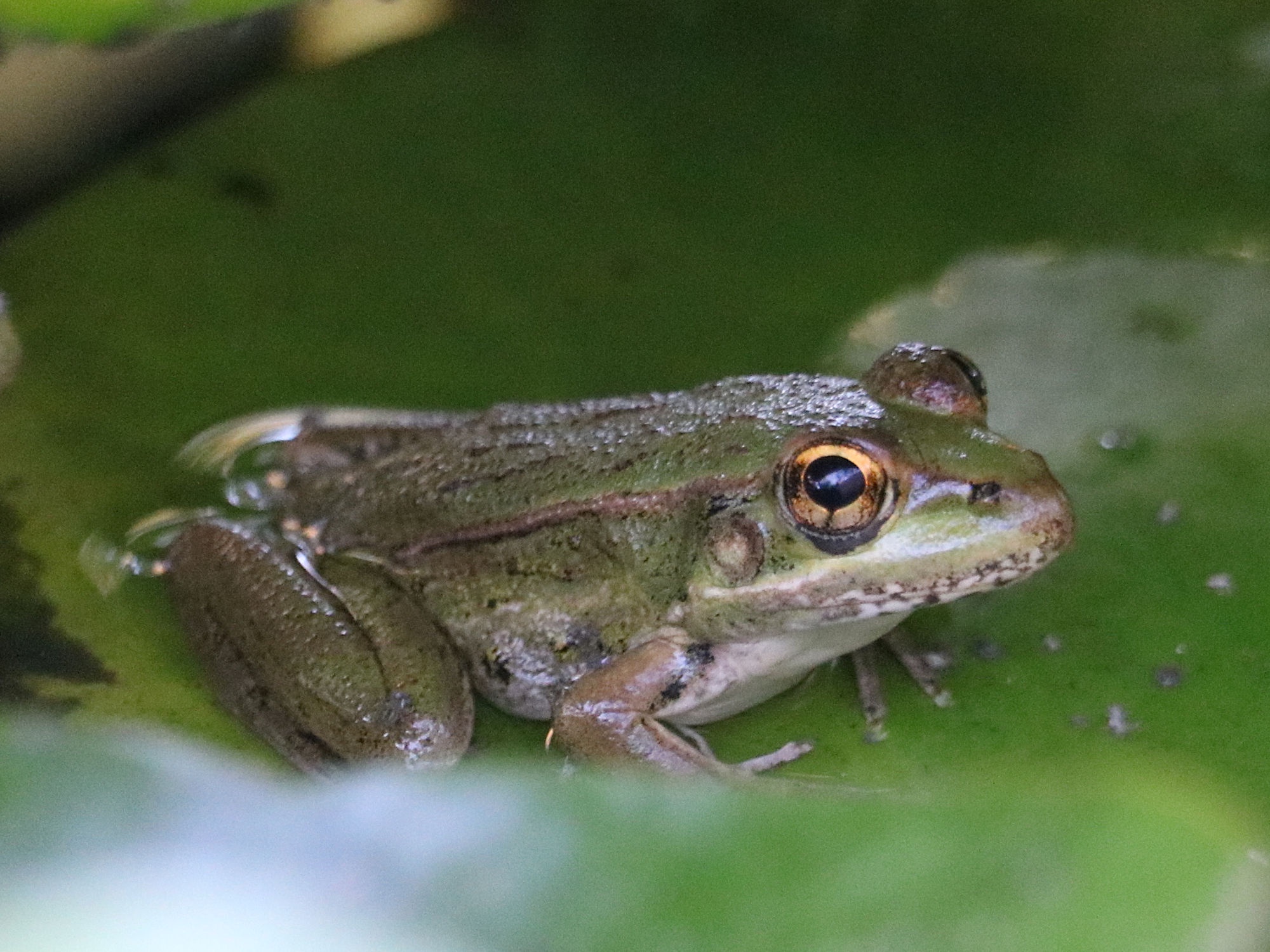 The Fascinating World of Frogs