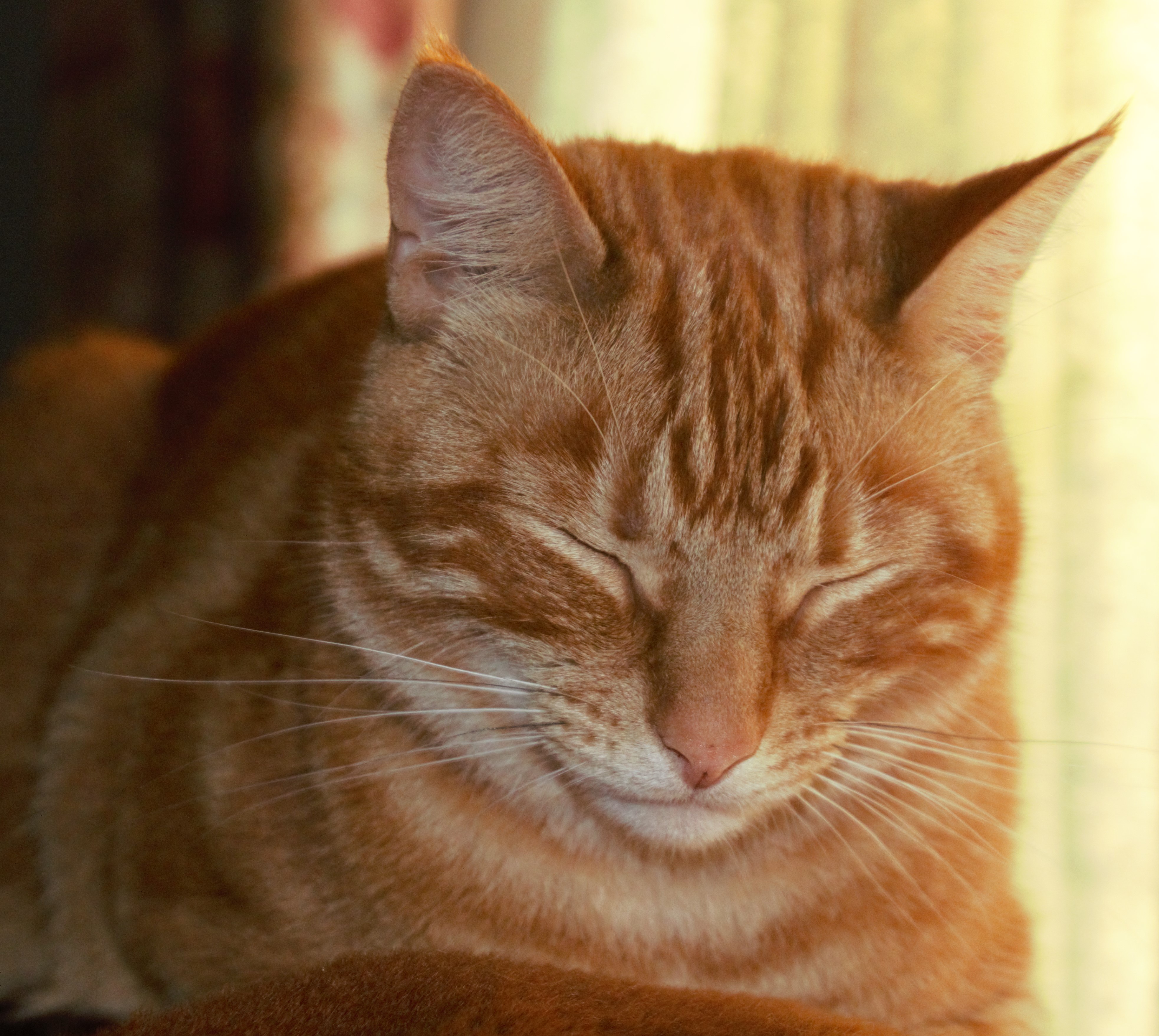 Meet Missy Moo, the Adorable Ginger Cat