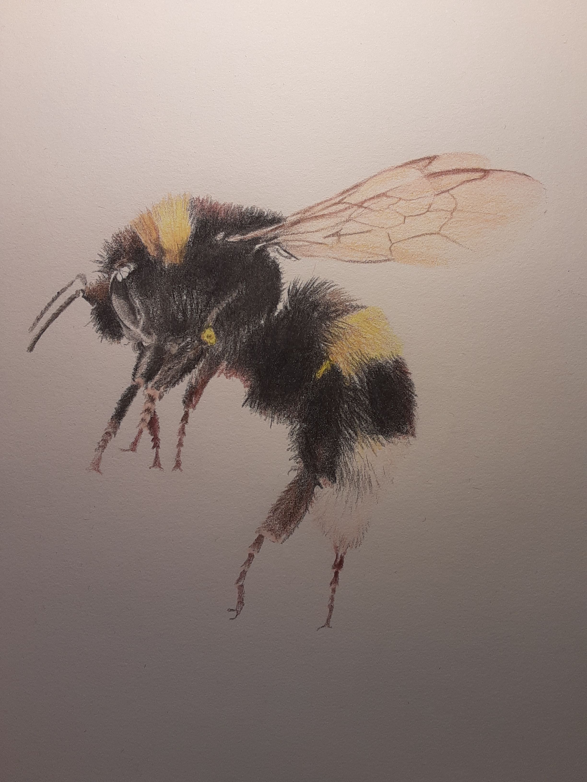 A Colorful Pencil Crayon Creation of a Bumblebee