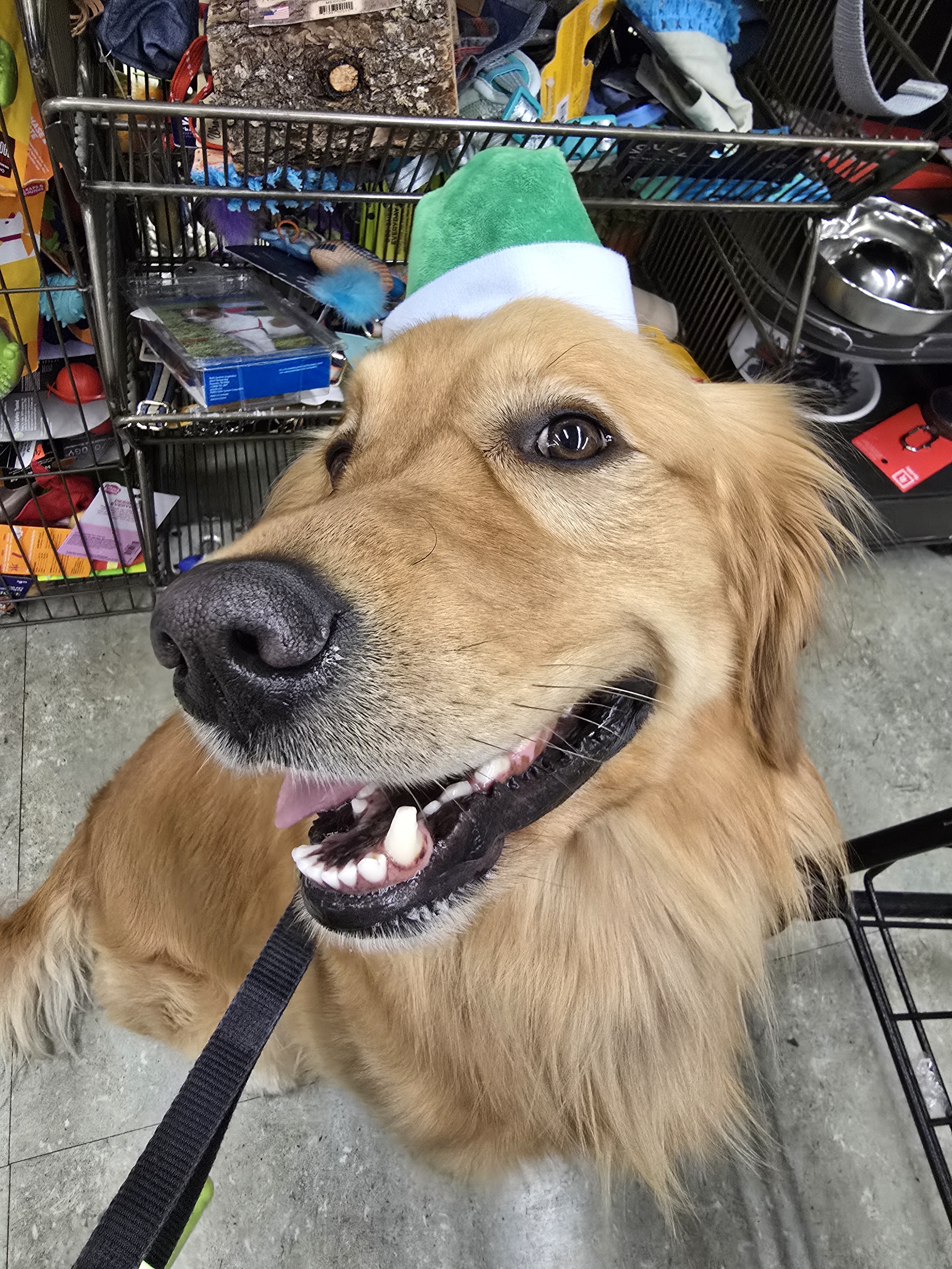 The Joyful Santa Pup Spreading Holiday Cheer