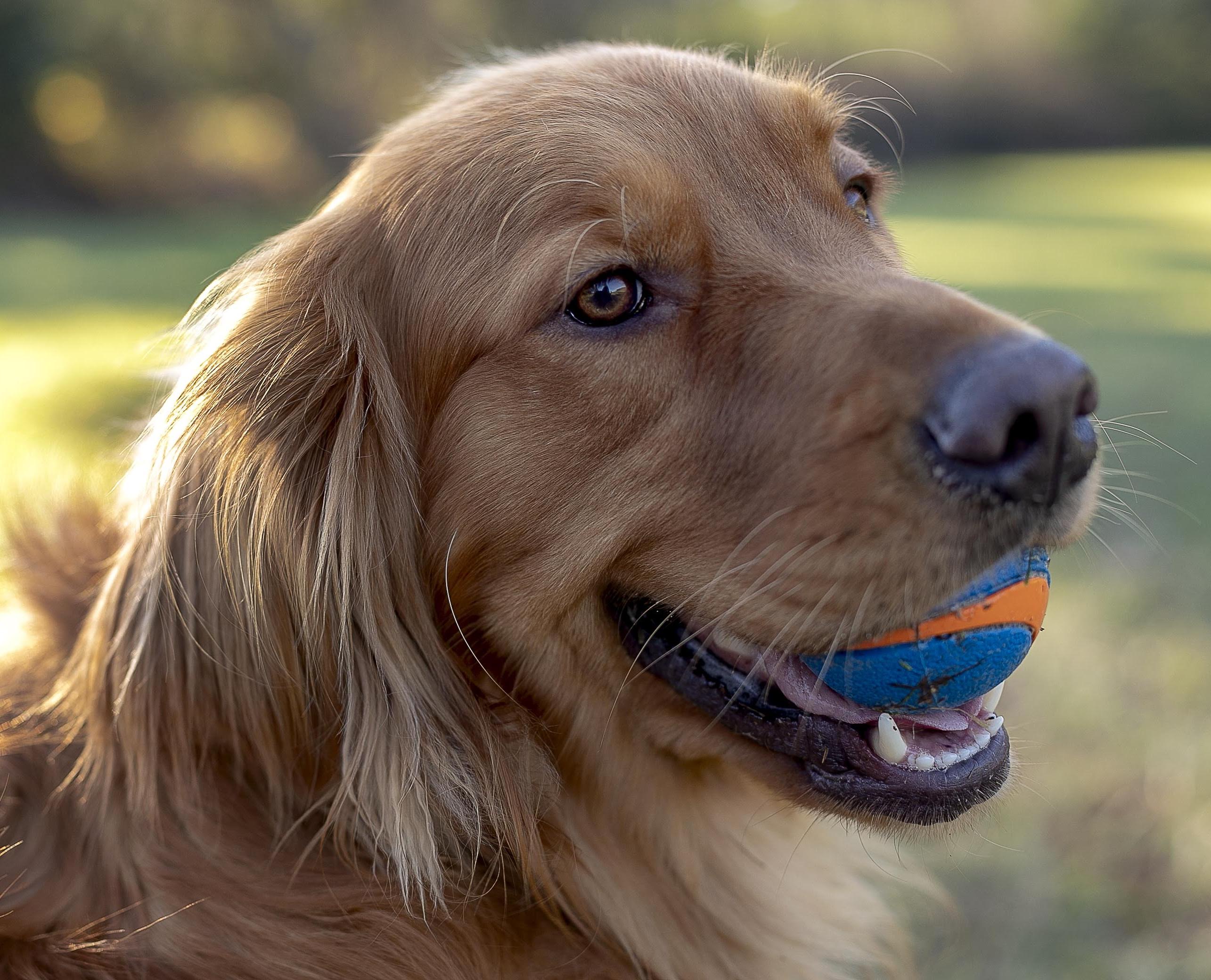 A friend at the park with a ball in tow