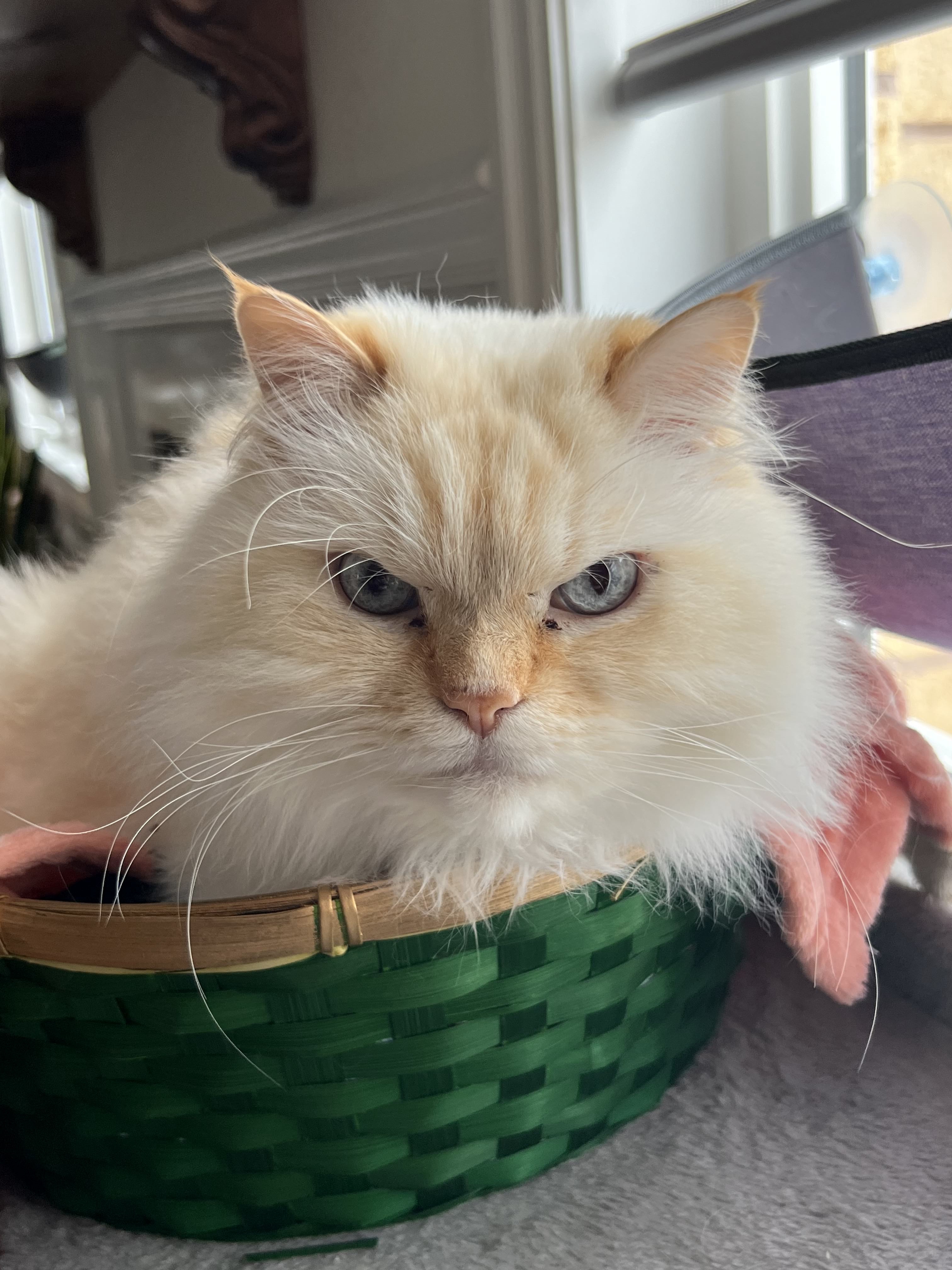 The Lion King: A Journey with Simba