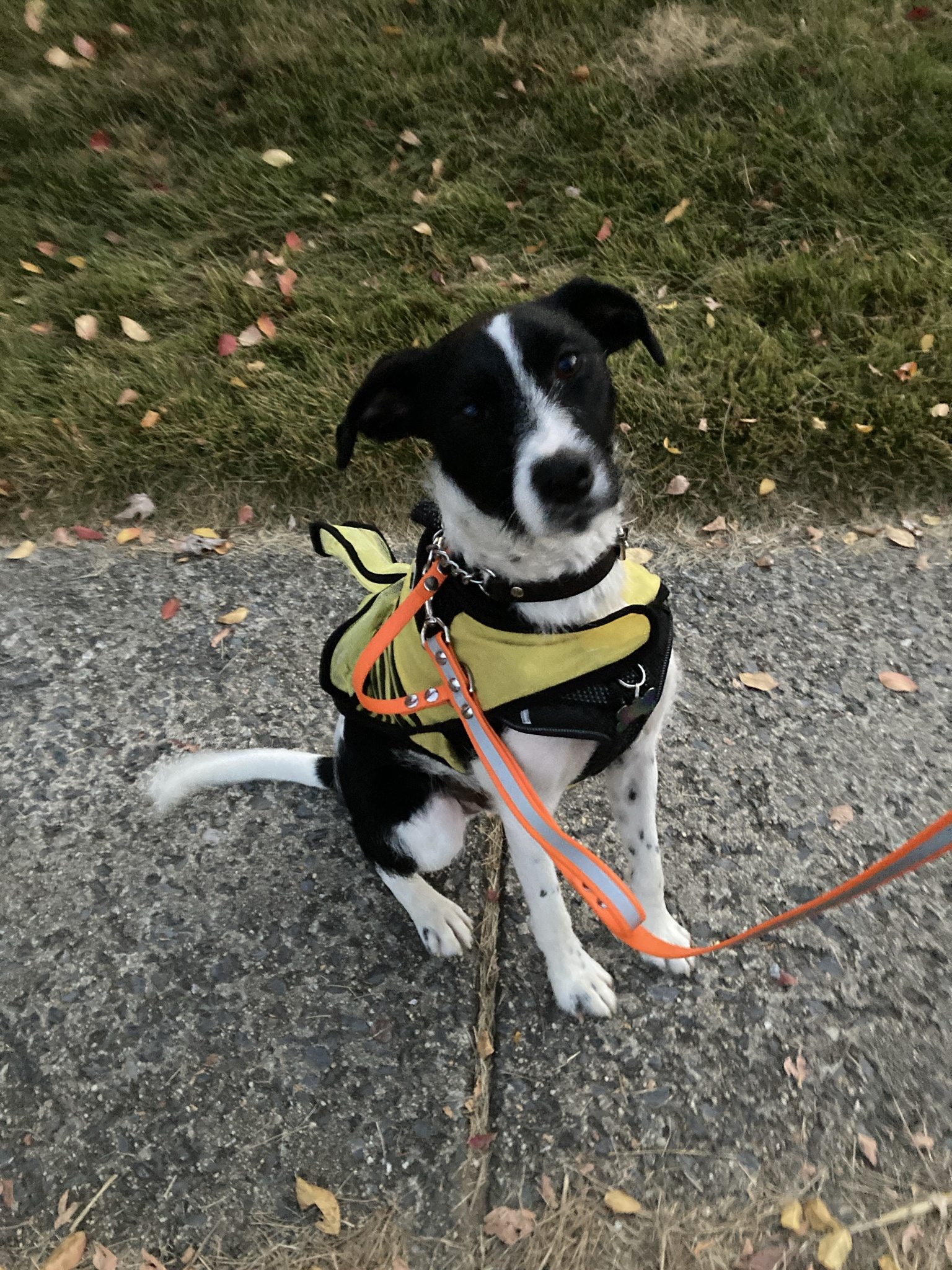 The Buzzing Bumblebee