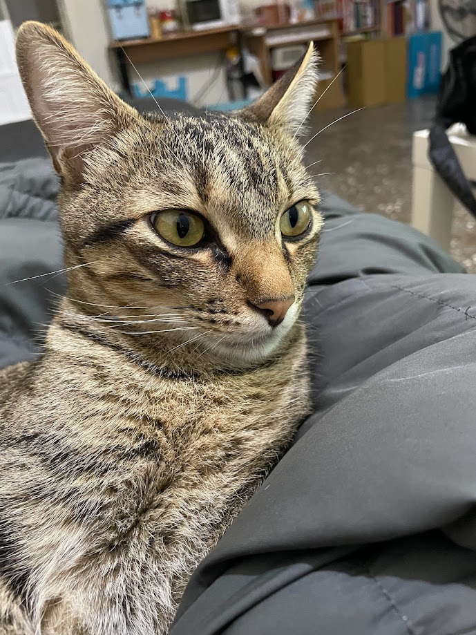 Cat Cuteness Continues: Another Adorable Feline