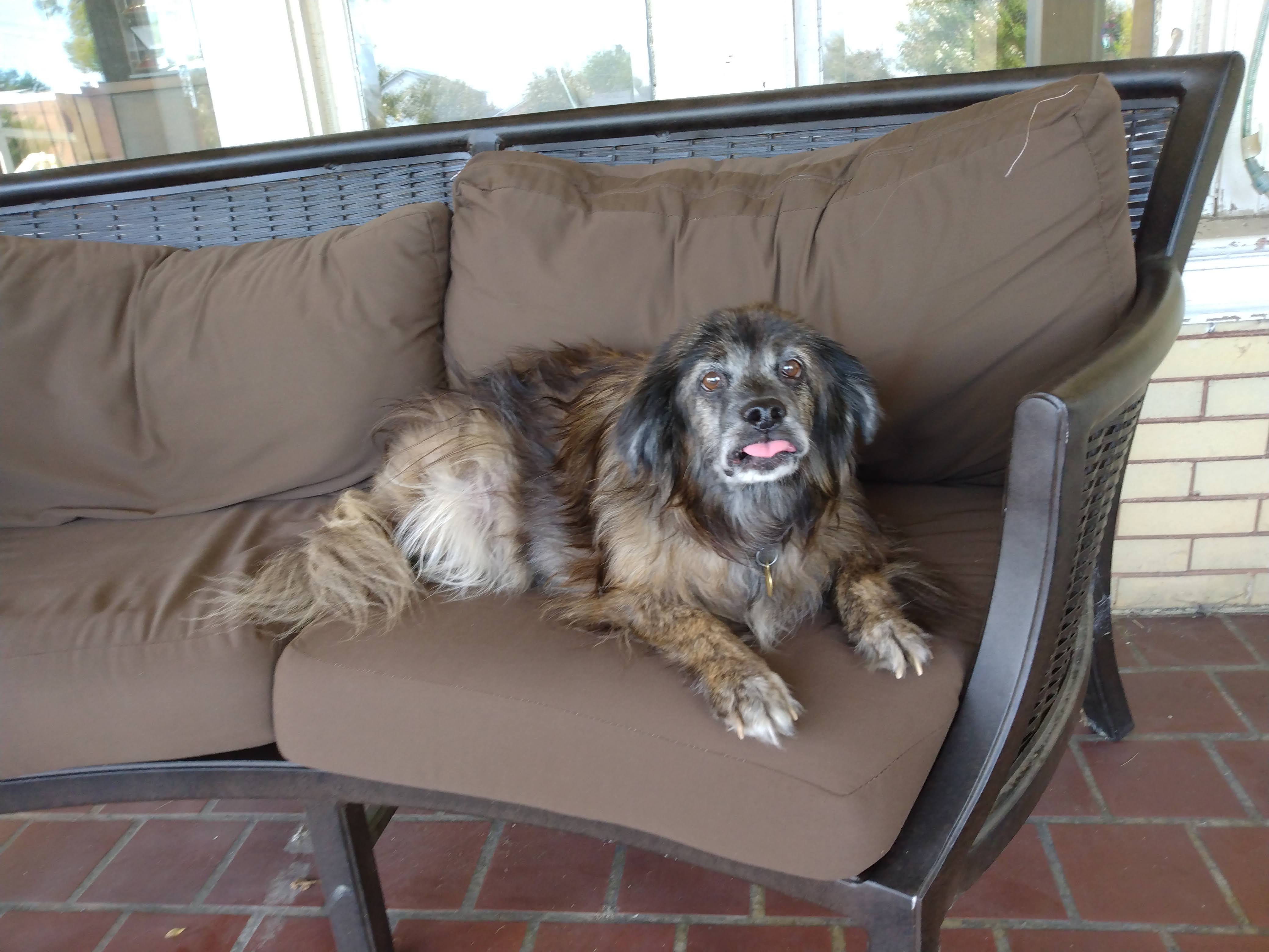 My Beloved Dog: A Snapshot of Joy