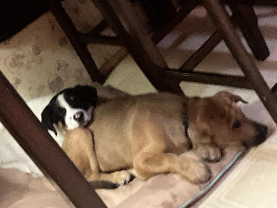 My Aunt's Two Adorable New Puppies Loving Their Cozy Bed