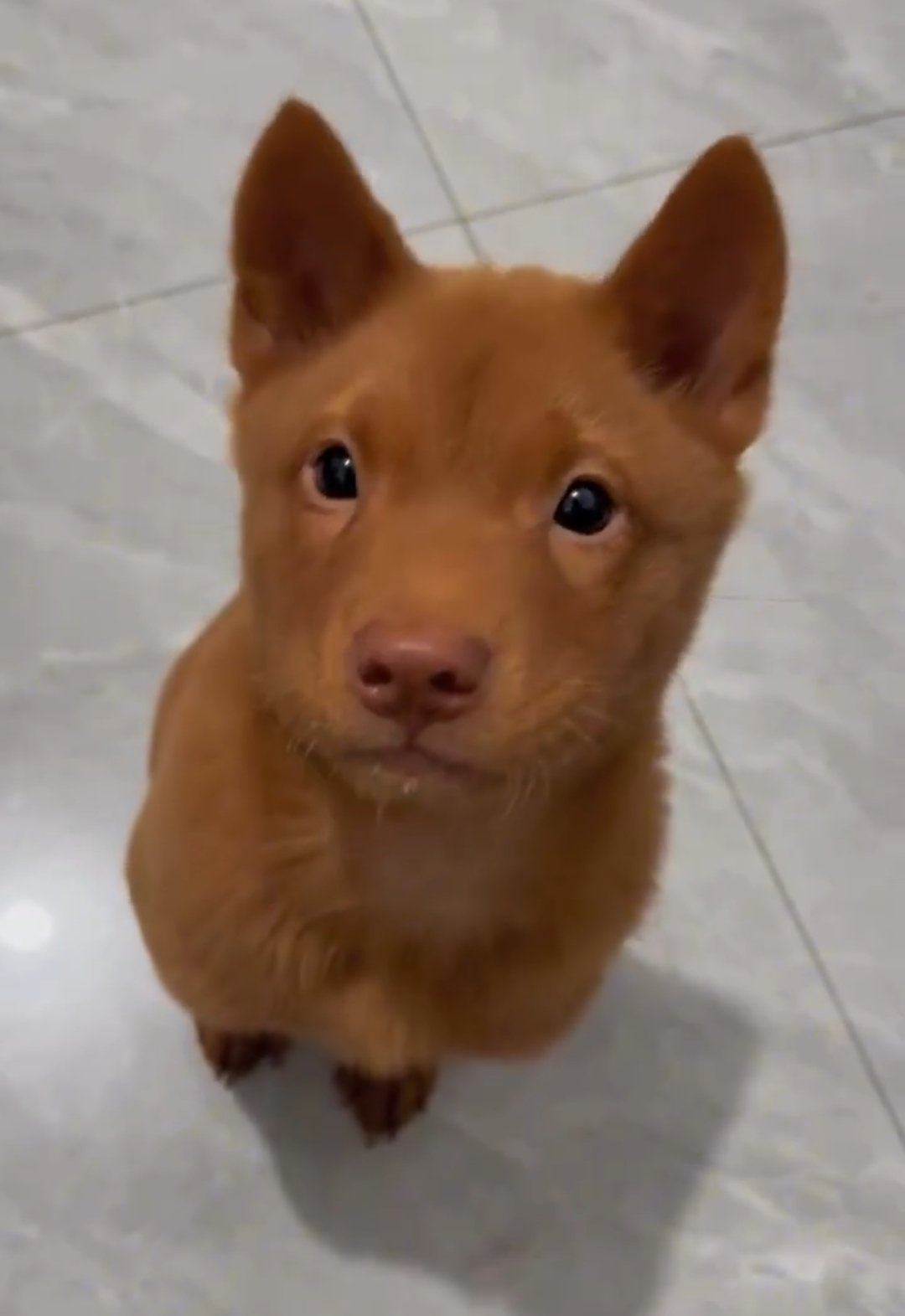 The Adorable Meowoof