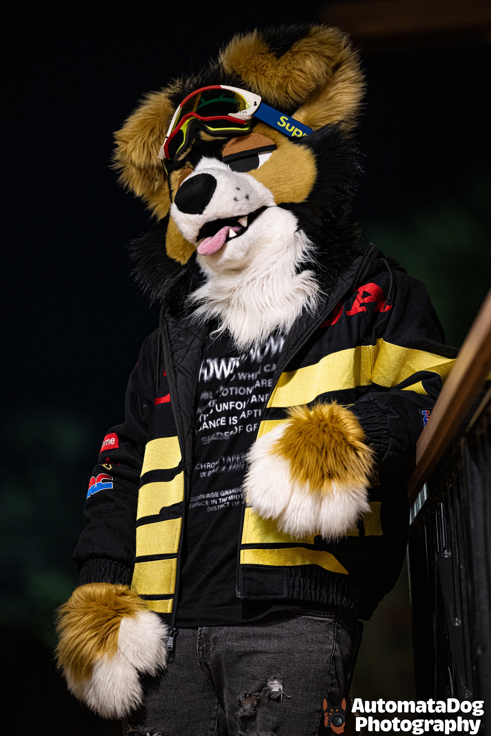 A Daily Dose of Furry Photography - Day 412