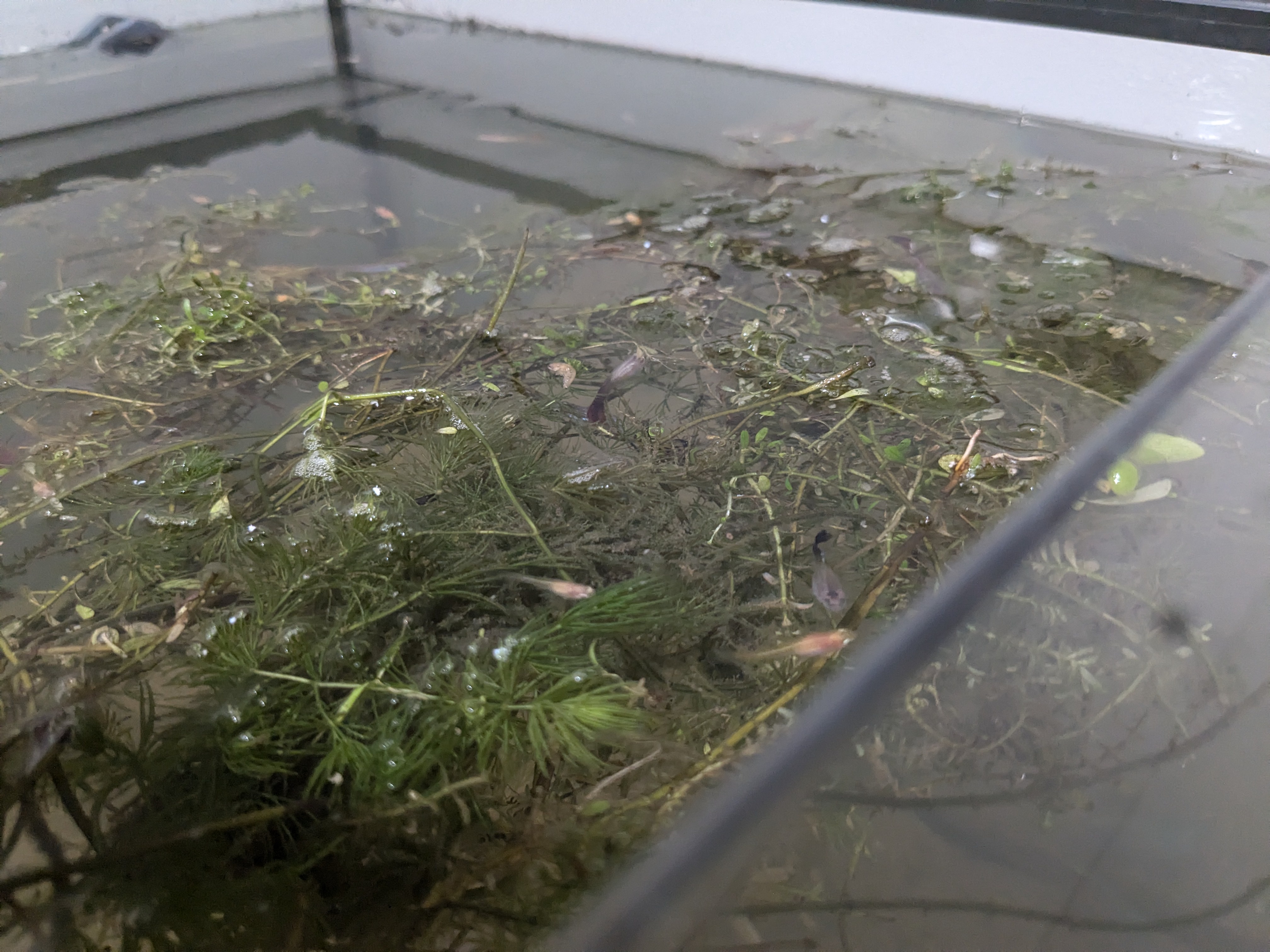 Guppy Rescue Mission: Seeking Advice from the Experts