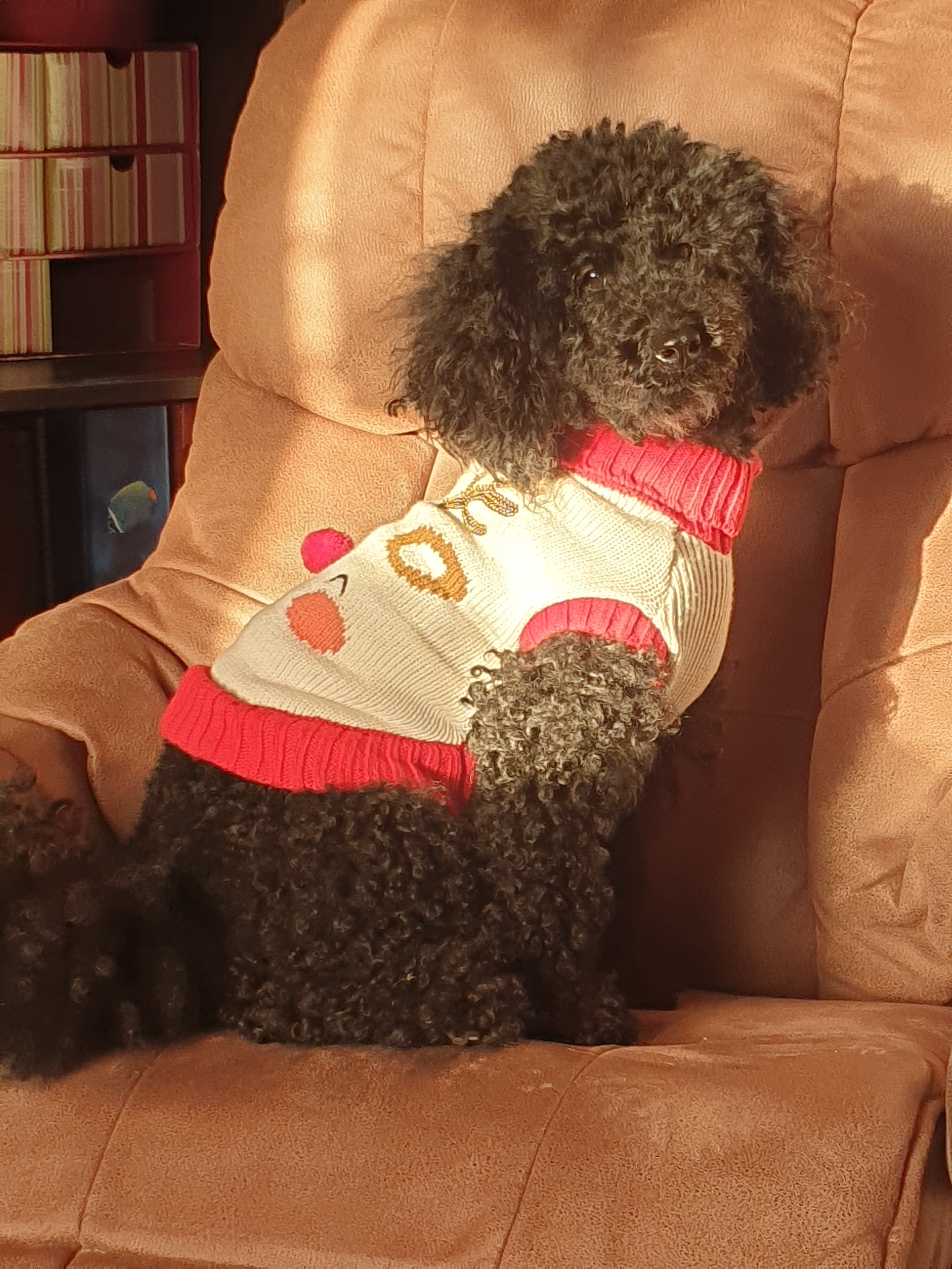All Dressed Up and Ready for Christmas Cheer!