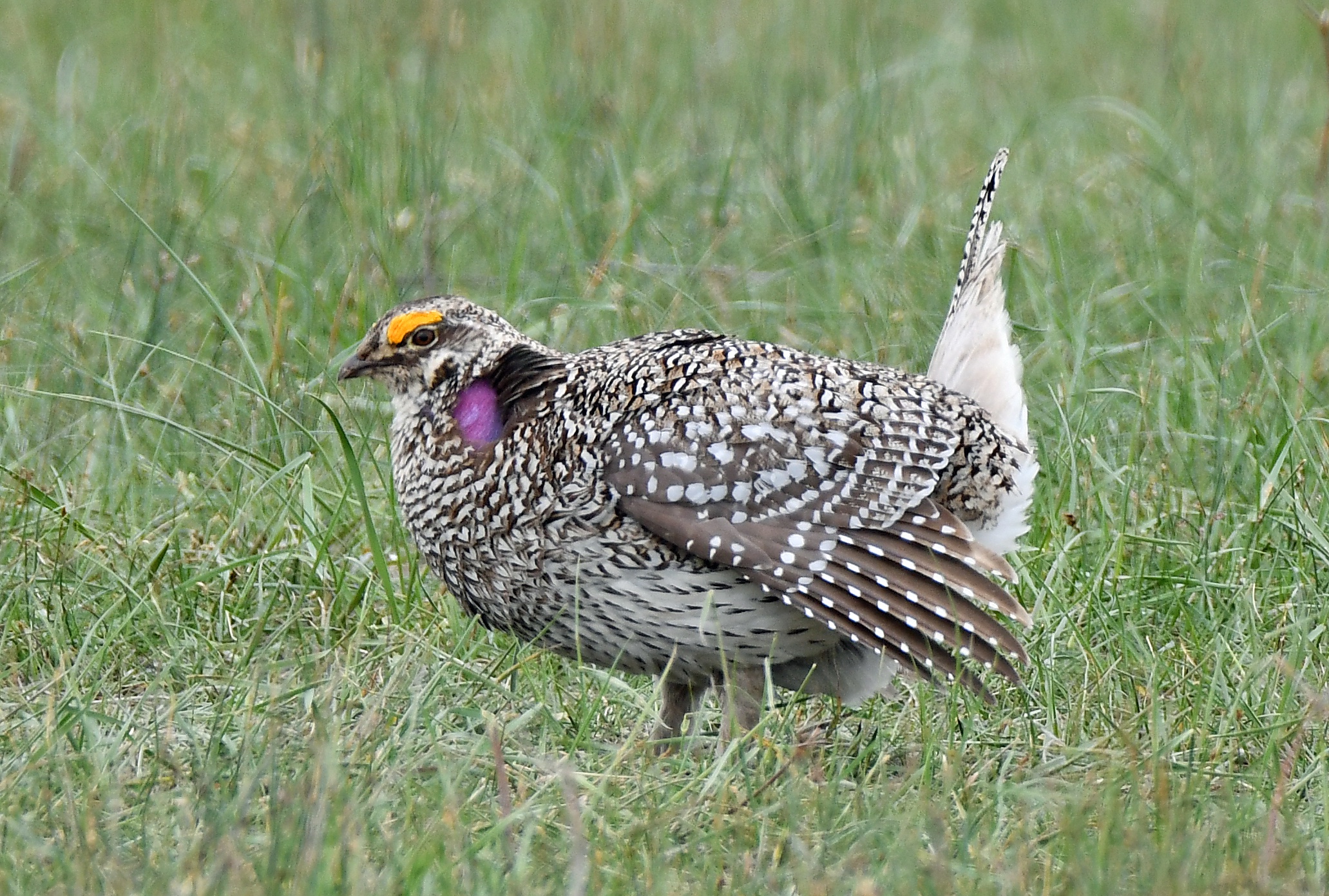 The Dazzling Mating Dance of a Male Prairie Chicken