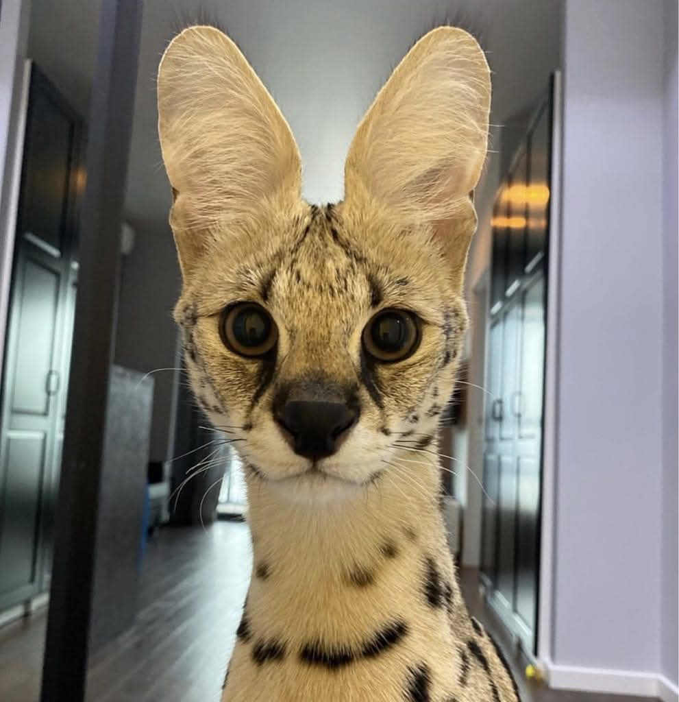 He's All Ears and Ready to Listen!