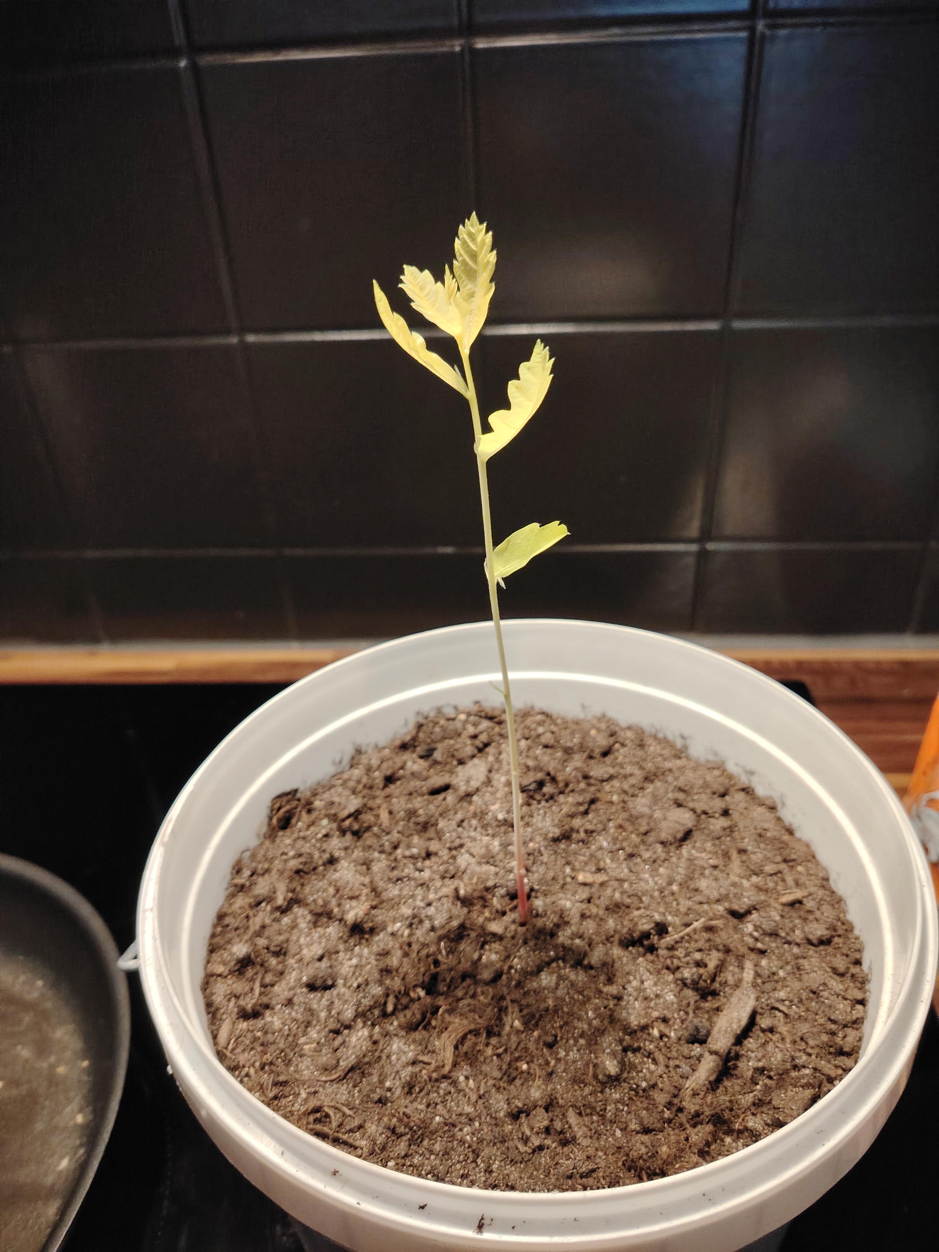 Nurturing Nature: The Art of Growing a Tree
