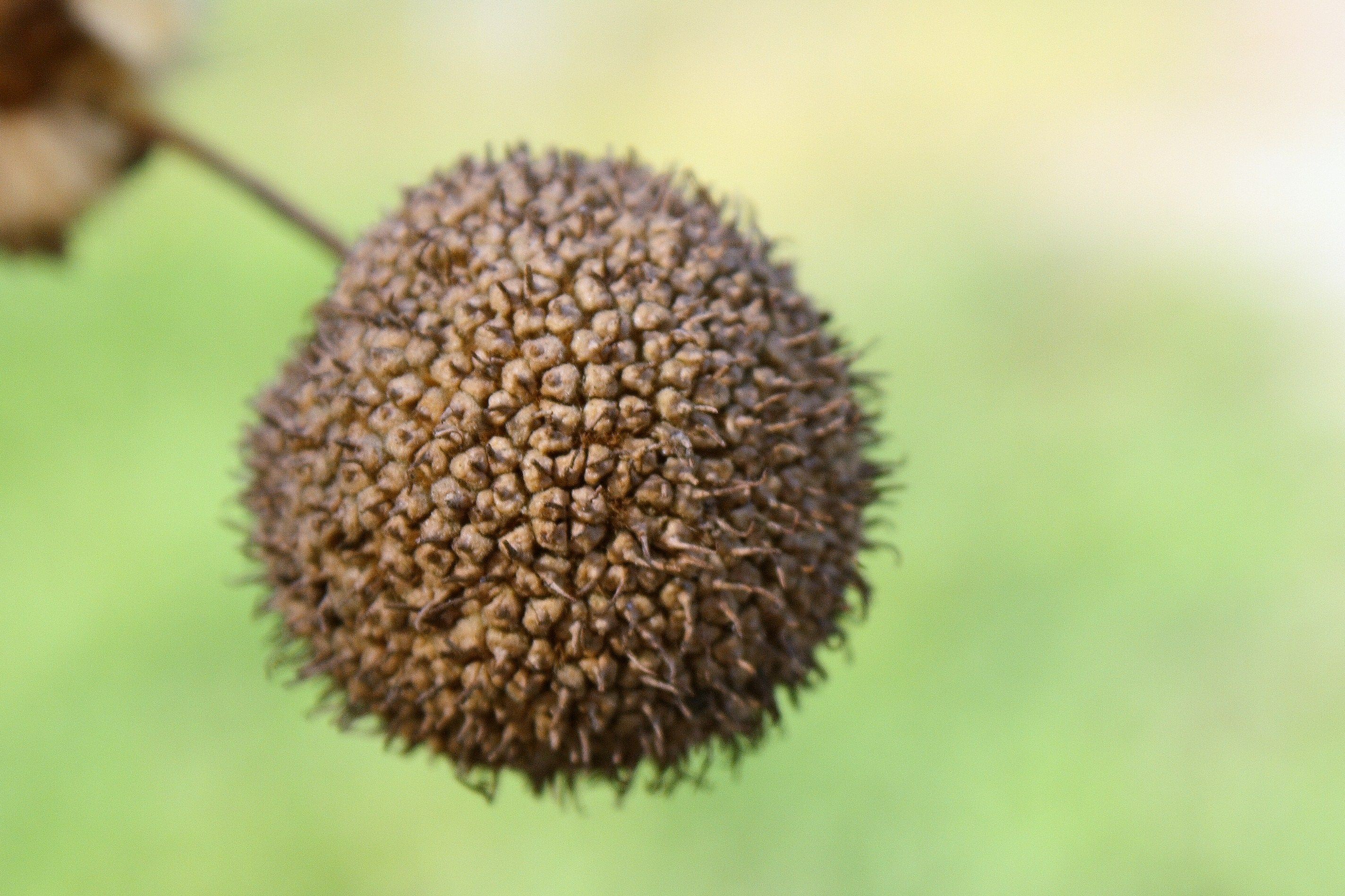 The Unique Beauty of a Sycamore Seed Pod