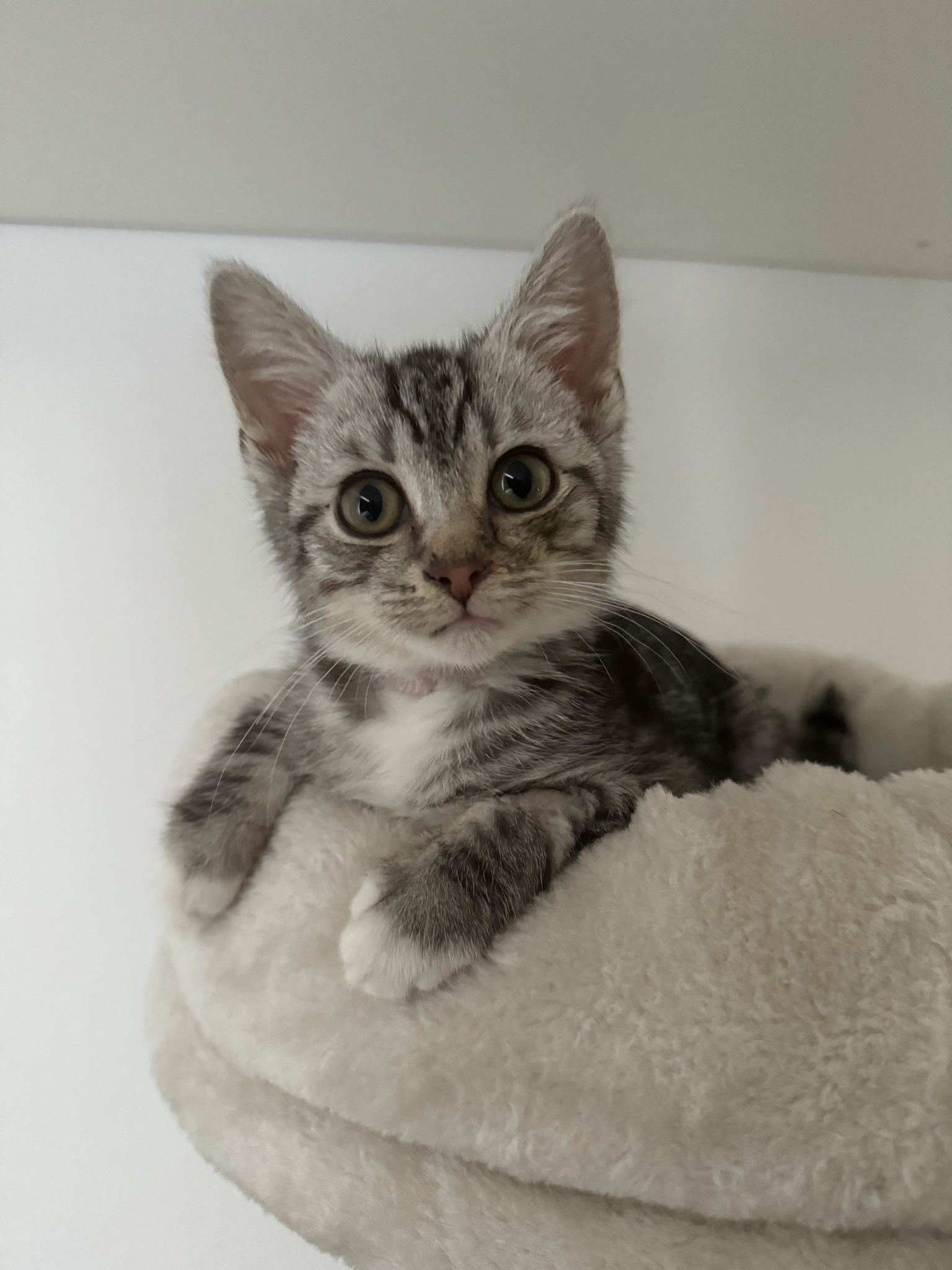 Meet Oliver: The Star of the Show