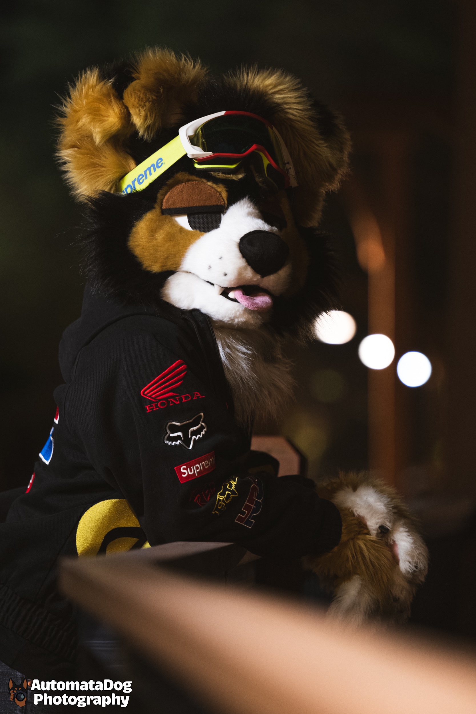 Daily snapshot from a furry photographer - Day 517