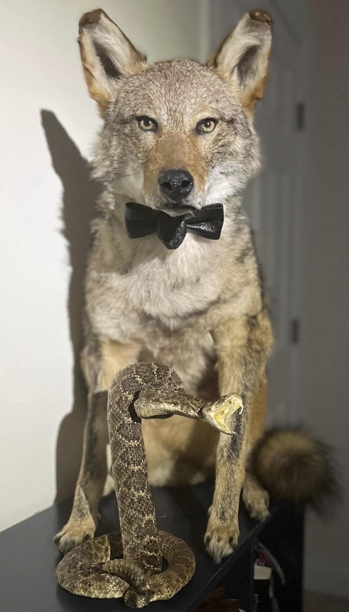 Meet Wellington the Taxidermied Coyote and His Sidekick Maraca the Rattlesnake!