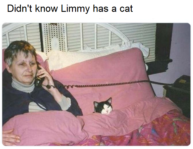 Just One Adorable Cat Meme