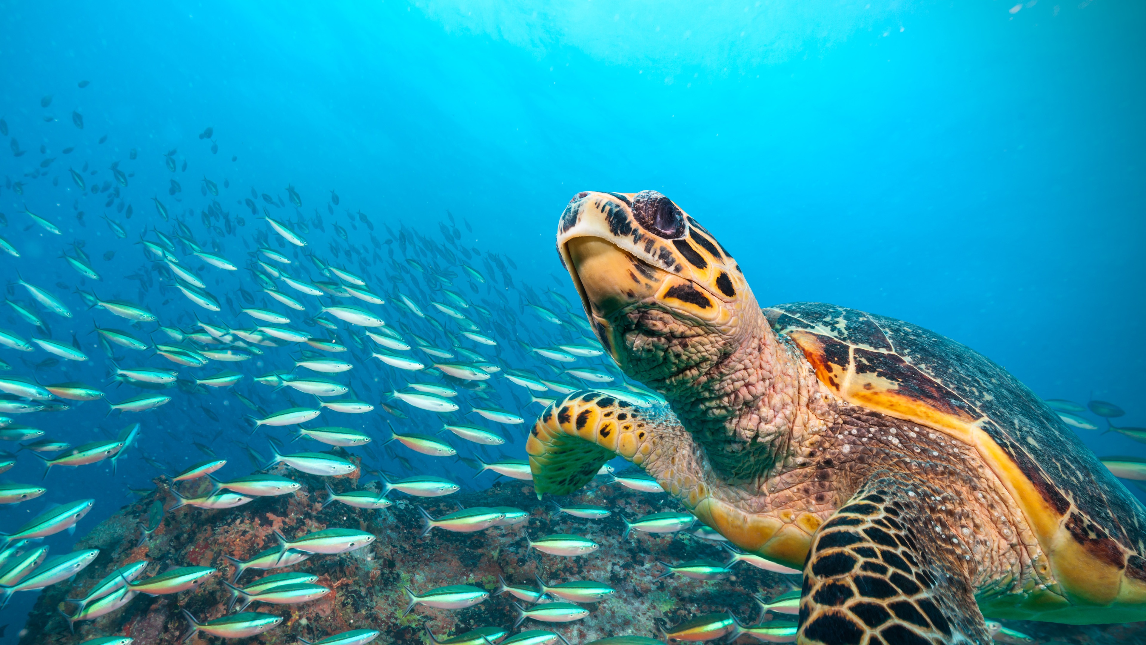 A Friendly Greeting from a Hawksbill Turtle