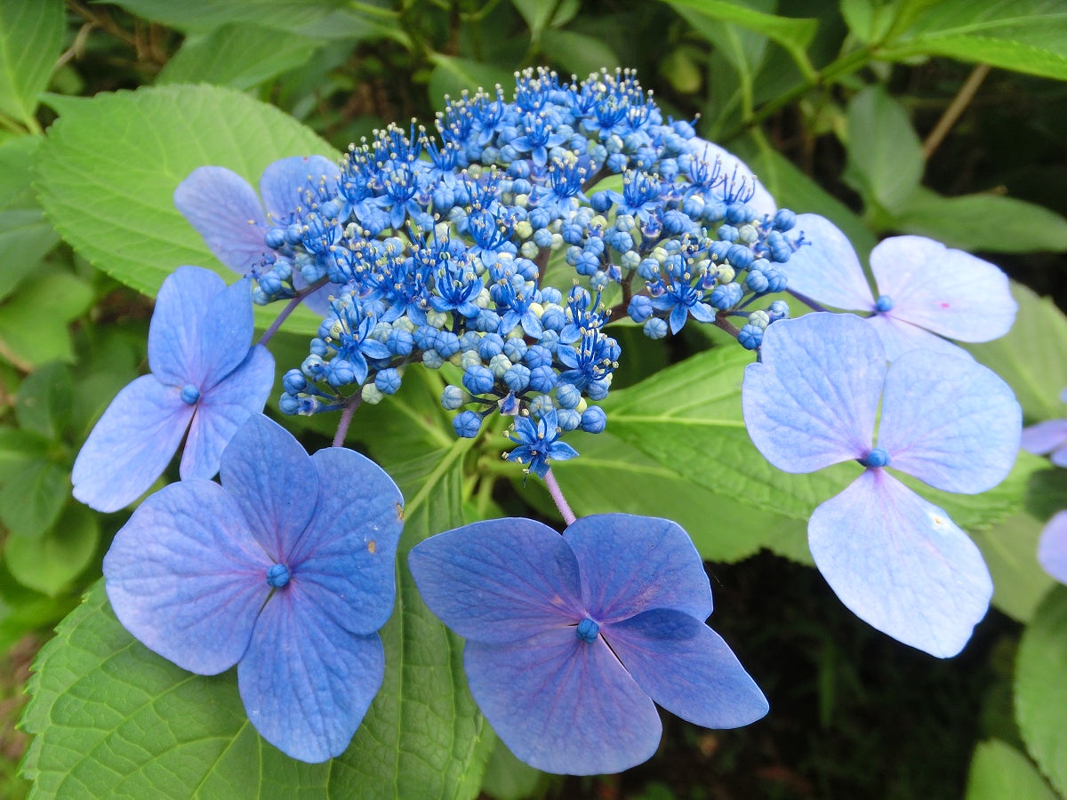 A Glimpse of June 2015 in Sogo-sando, Chiba Prefecture