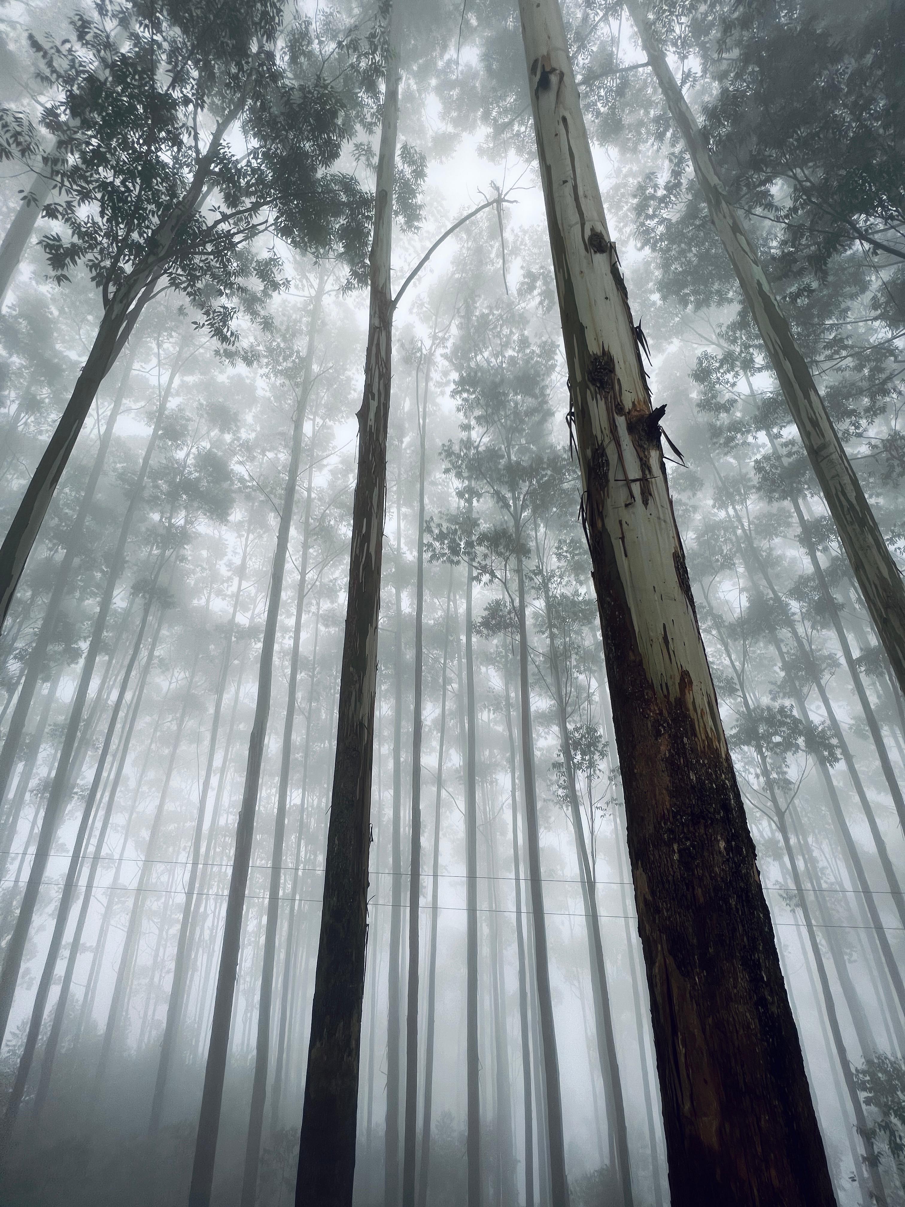 The Majestic World of Pine Trees