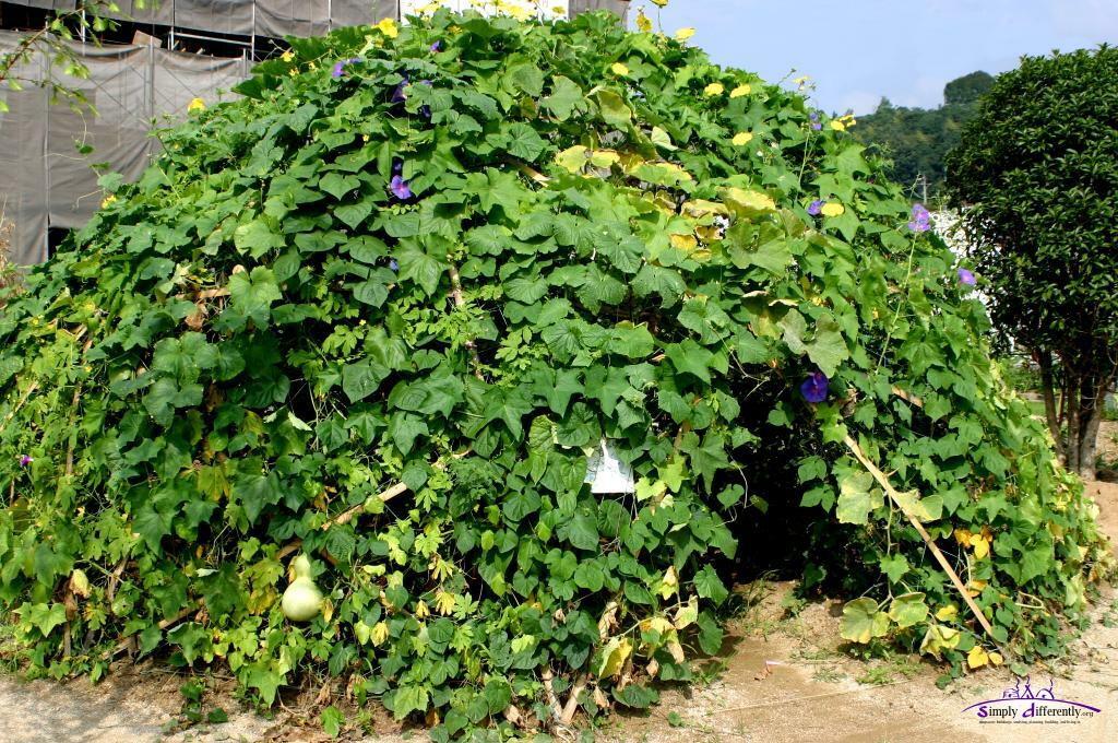 Let's rally for Team Vine Dome!
