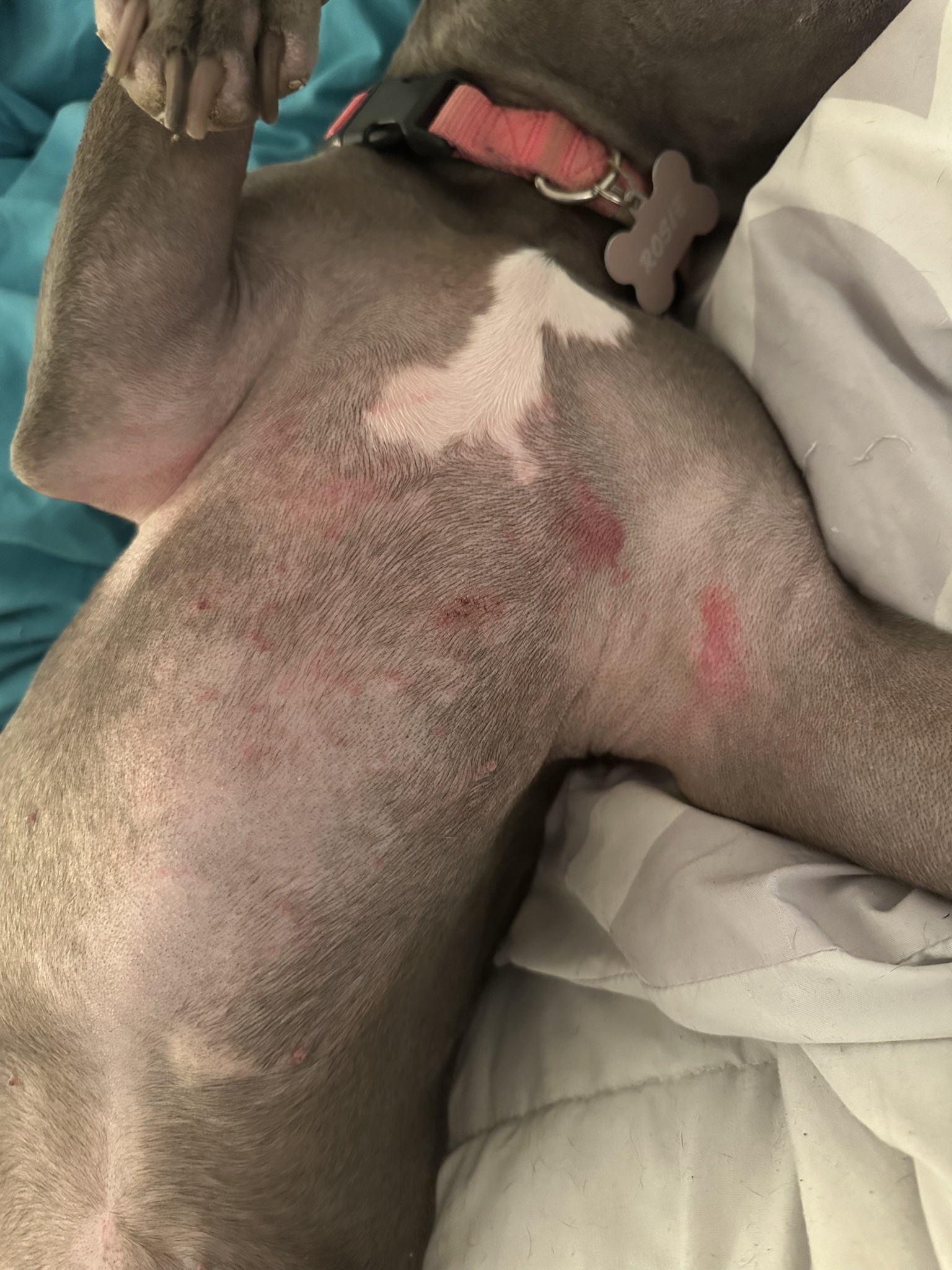 The Unfortunate Truth About Pitbull Tummy Rash