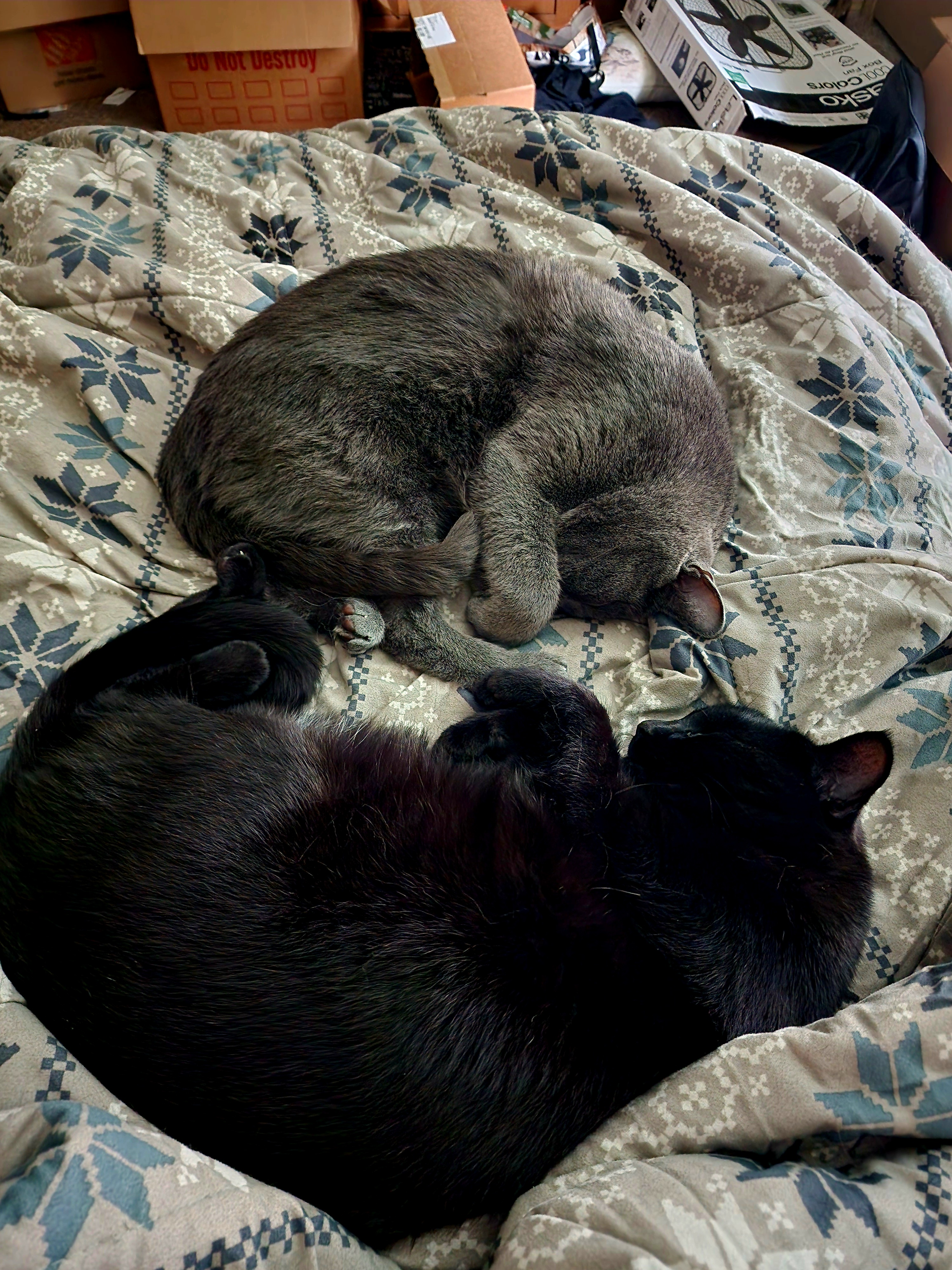 More pictures of Koschei the black voidyboi and Mishka the grey voidyboi, please!