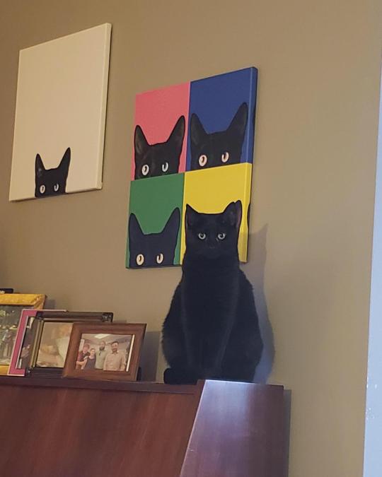 Here’s your daily dose of cuteness: Today's featured cat!