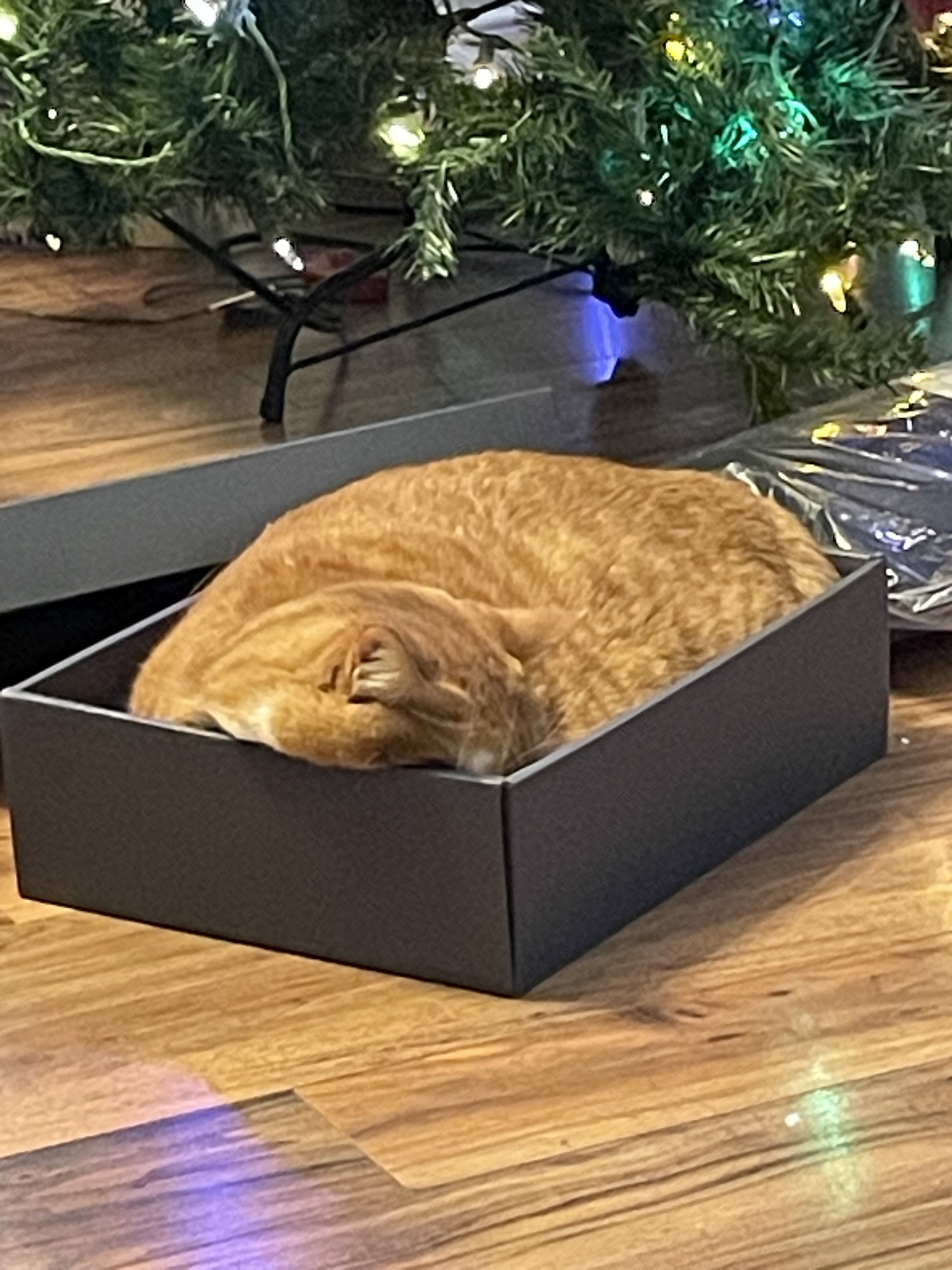 The Best Part of Christmas for My Furry Friend