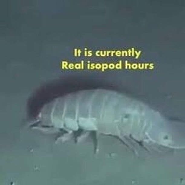 Welcome to the fascinating world of real isopods, it's that time again!