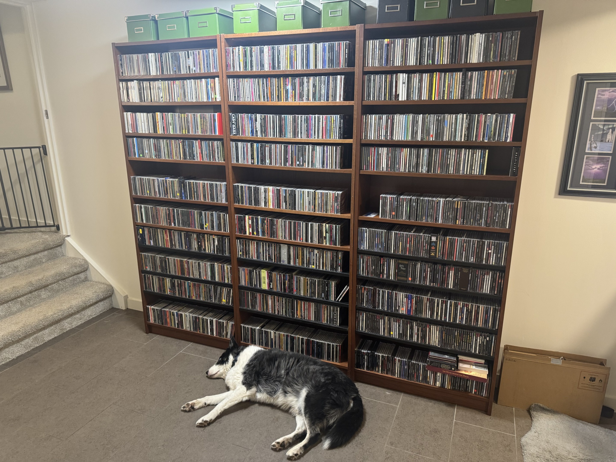 After 3 Years in Storage, I Finally Unpacked My CDs (Plus a Bonus Dog)