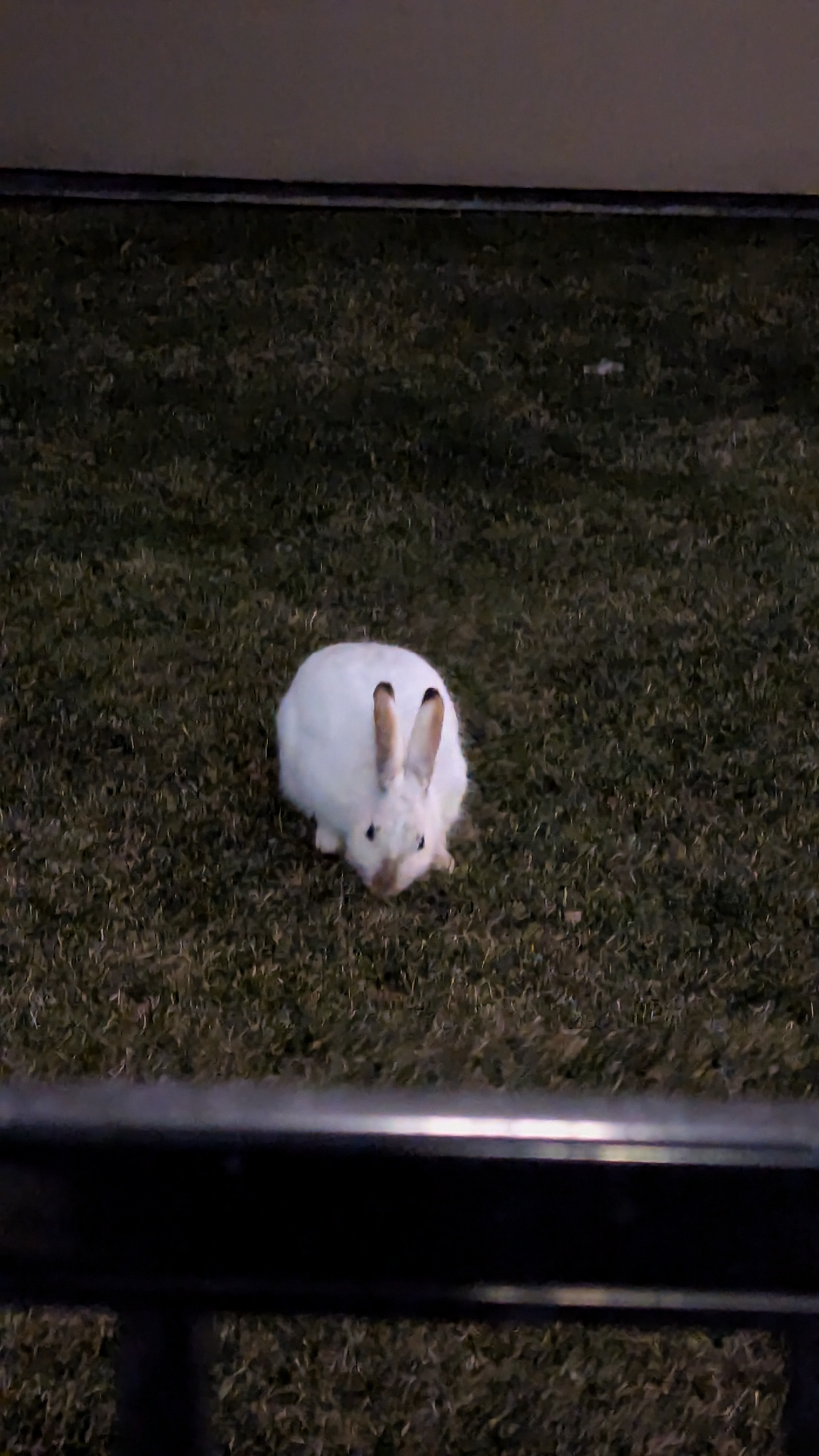Unexpected Encounter: Spotted a Snowshoe Hare on My Walk Home