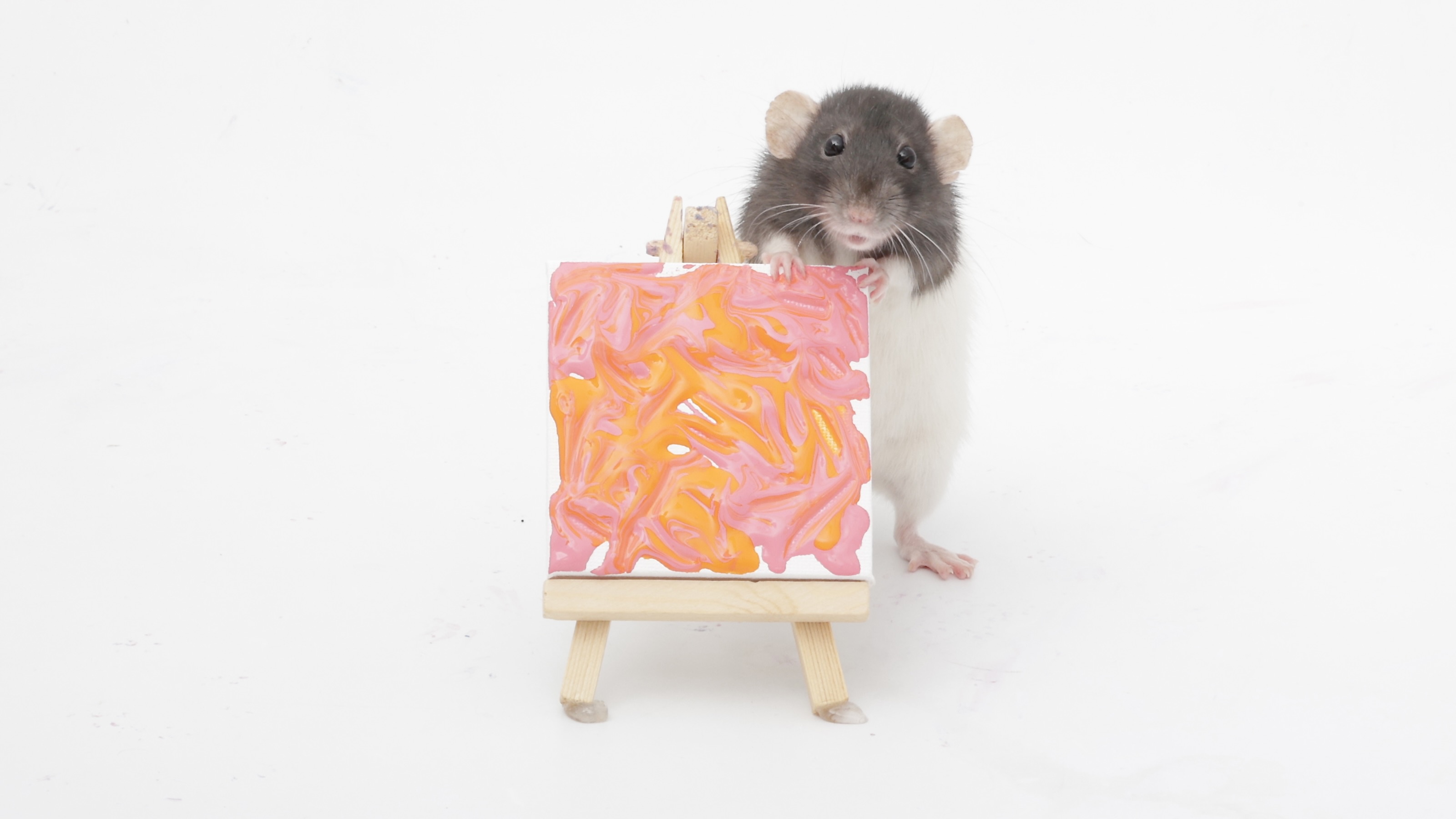 My Adorable Pet Rats and Their Tiny Paintings from This Week!