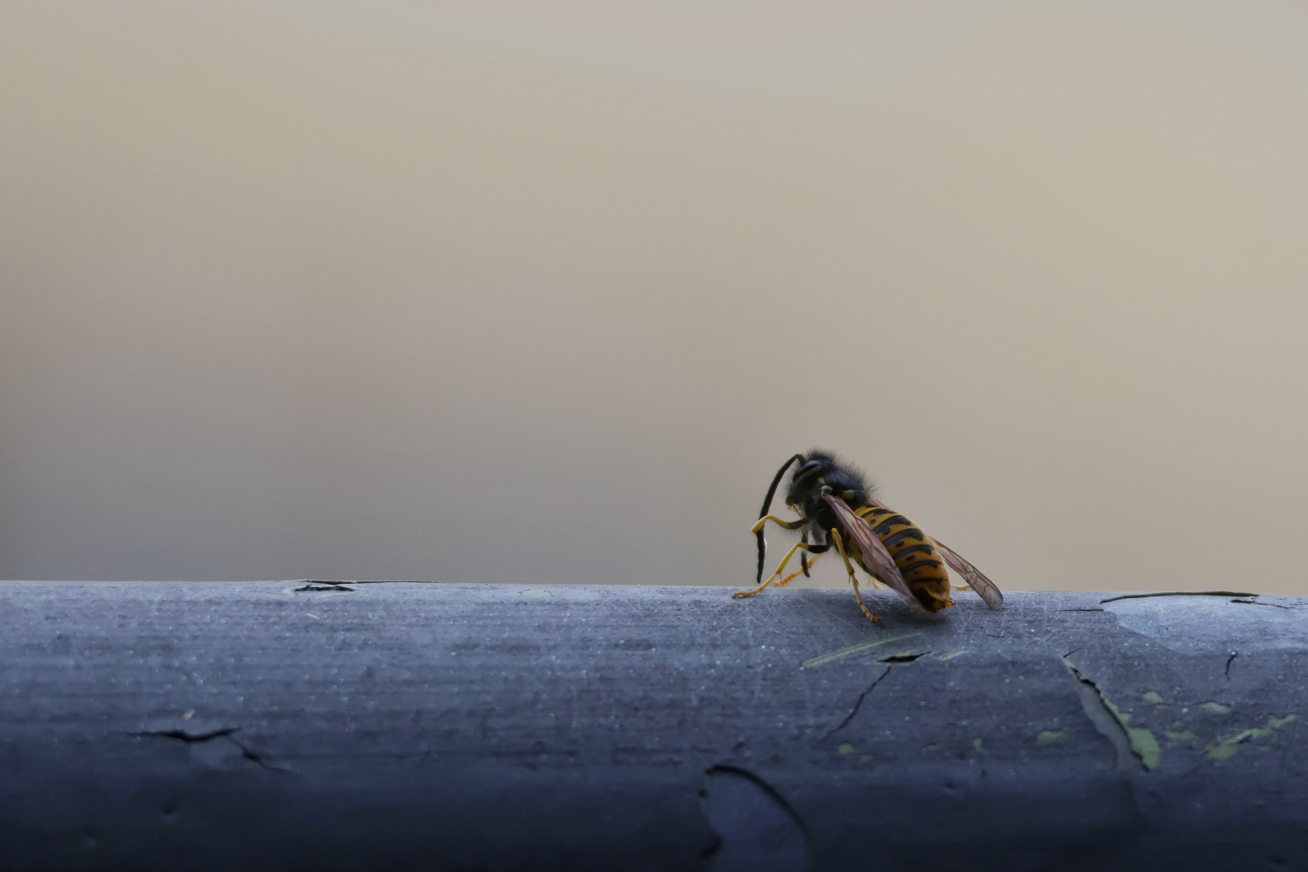The Deep Thoughts of a Contemplative Wasp