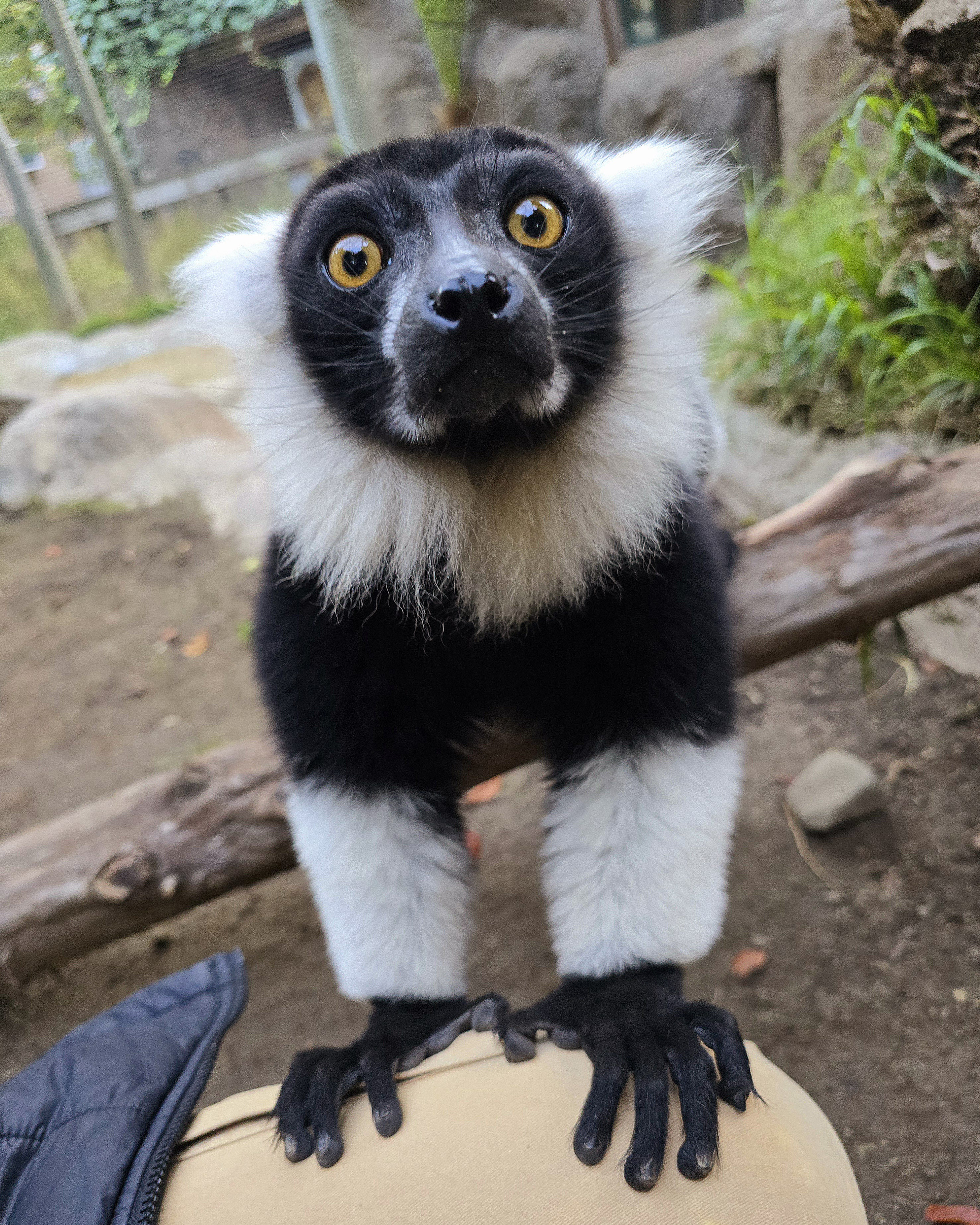 Mindful Lemur Moments