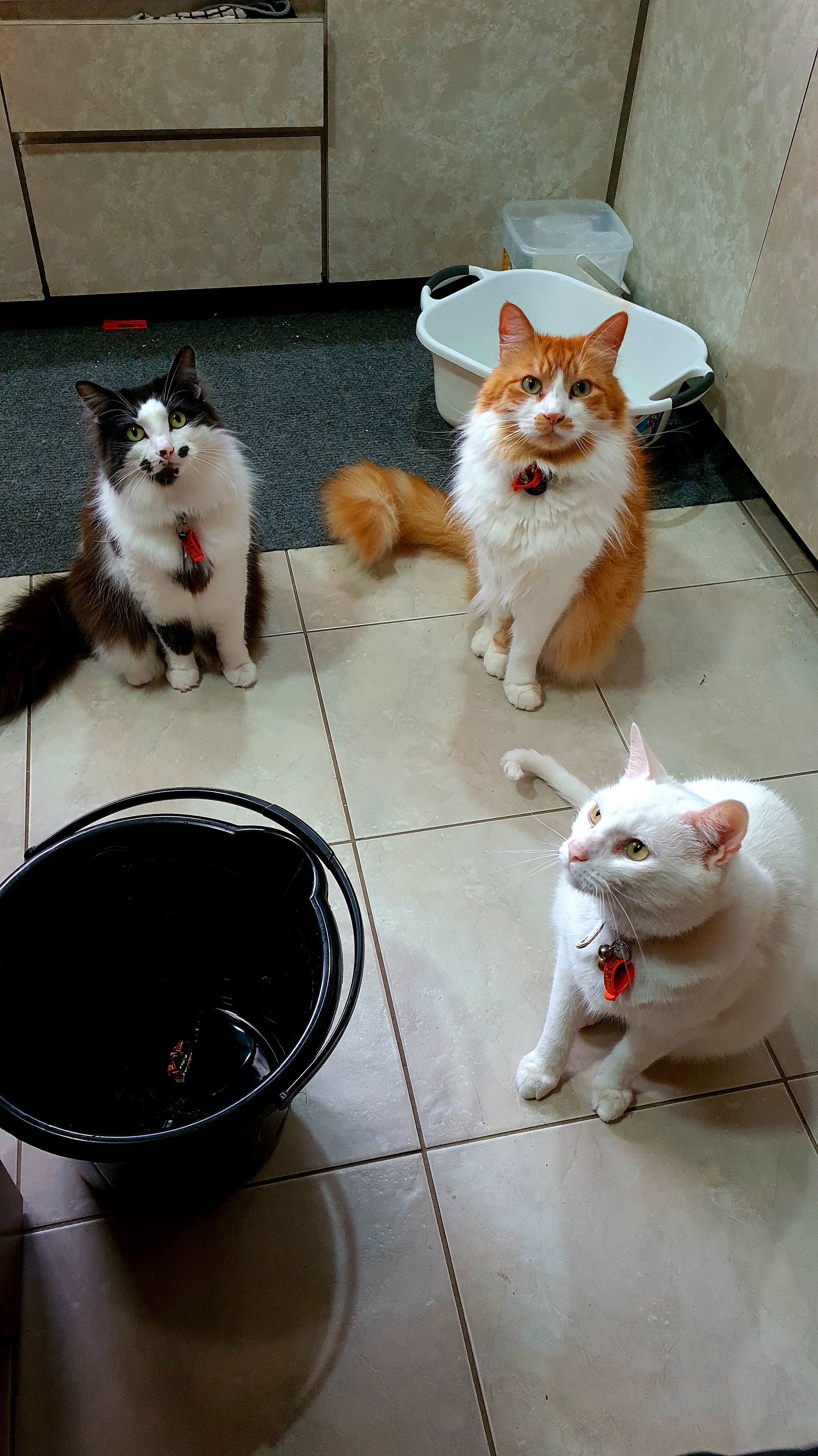 Anticipating the Arrival of Delicious Prawns