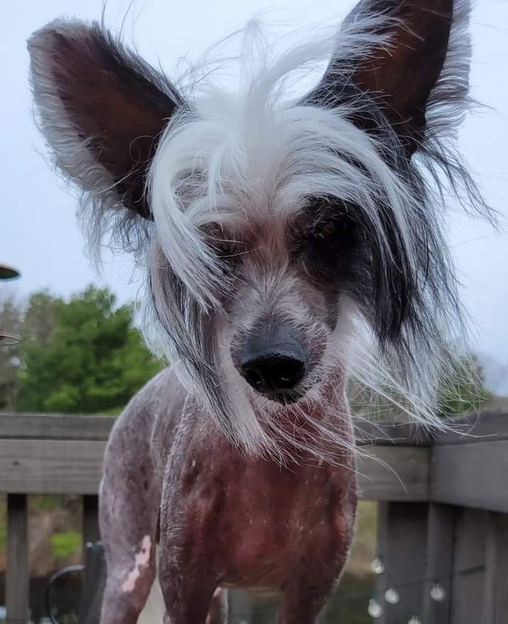 Meet Angelo: The Incredible Chinese Crested Dog