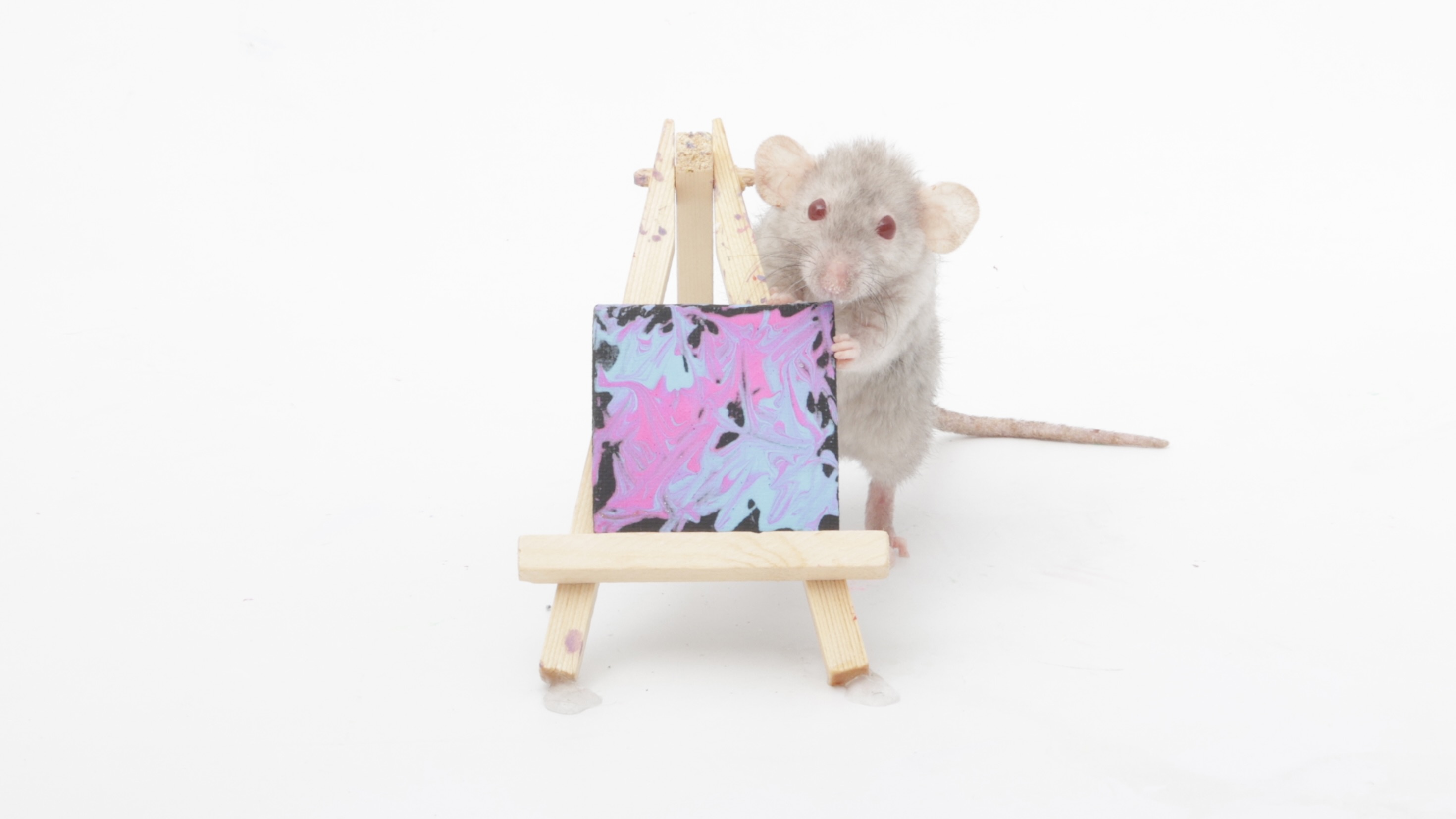 Check out this week's adorable mini paw paintings by my sweet pet rats!