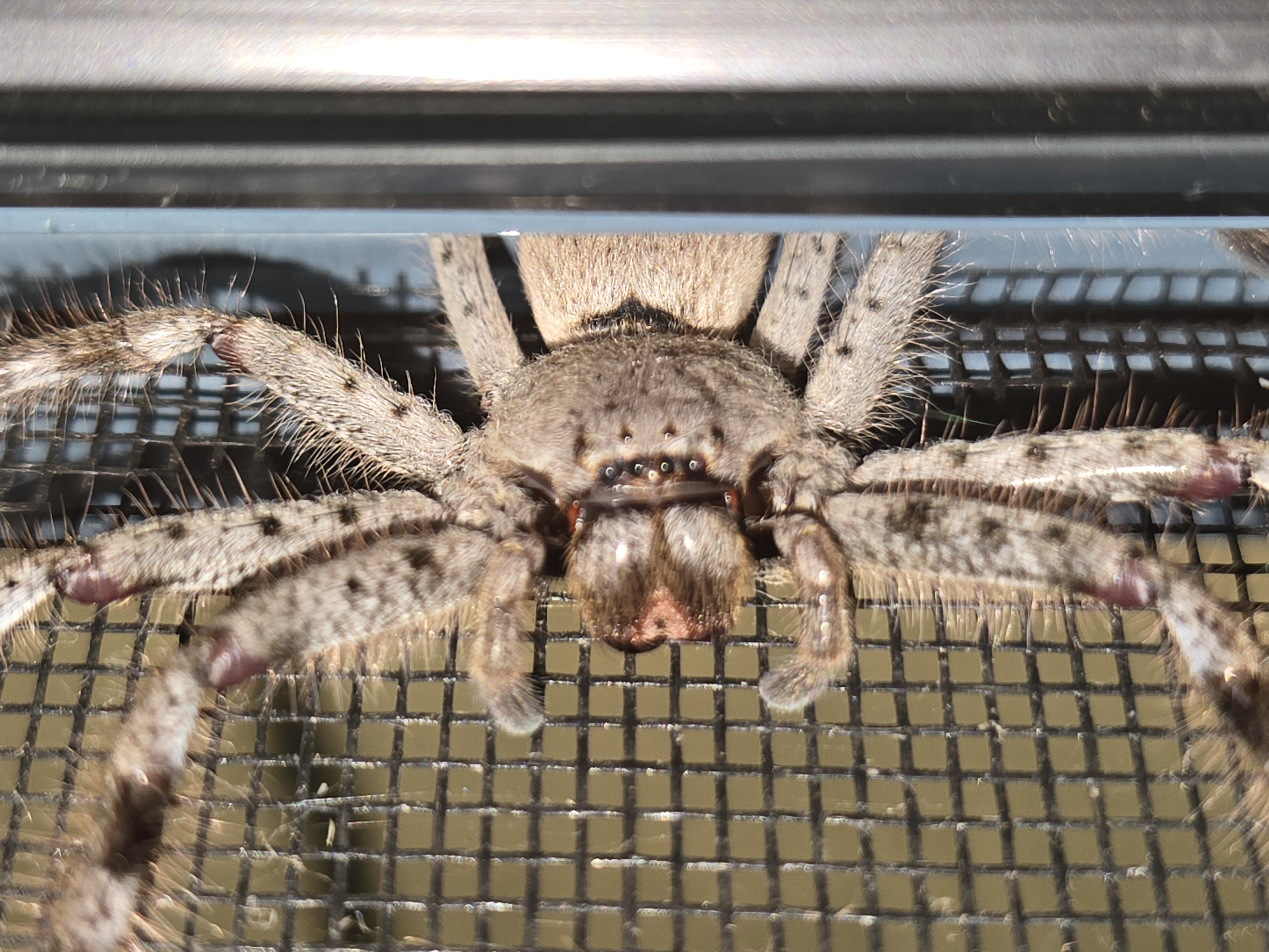 Meet Sultan, the Fearless Huntsman Spider