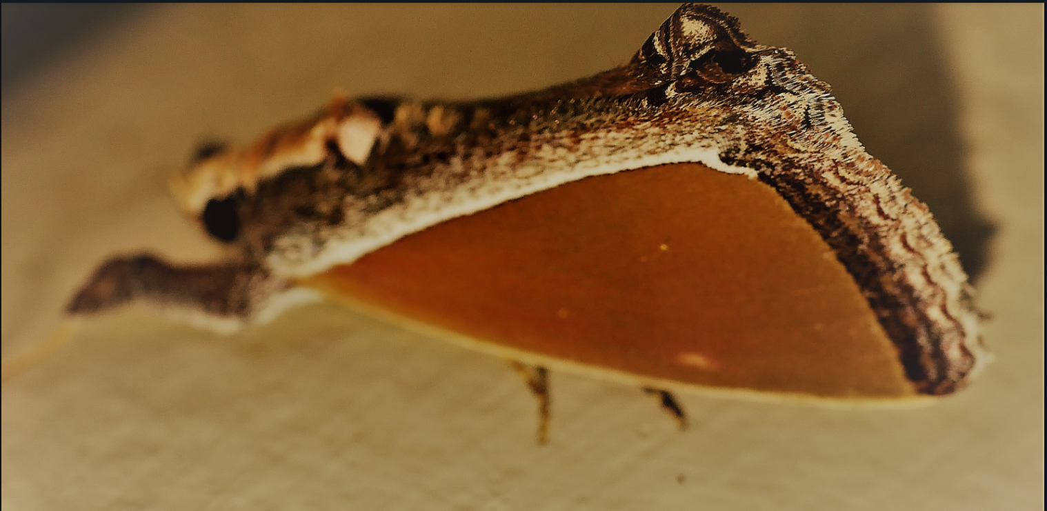 A Moth, a Spider, and a Dragonfly: Nature's Intriguing Trio