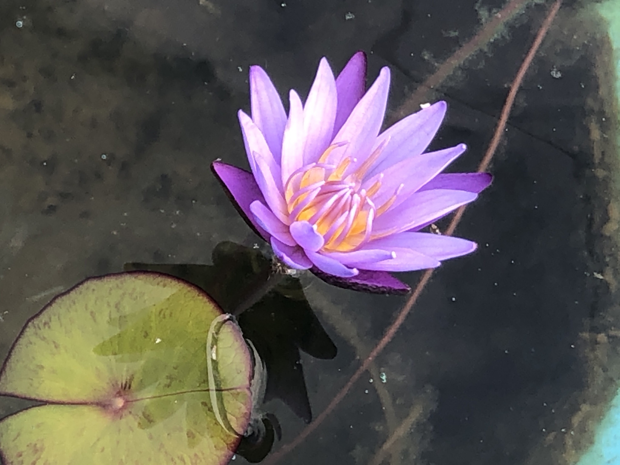 It’s been two years since I started raising water lilies, and they’re thriving!