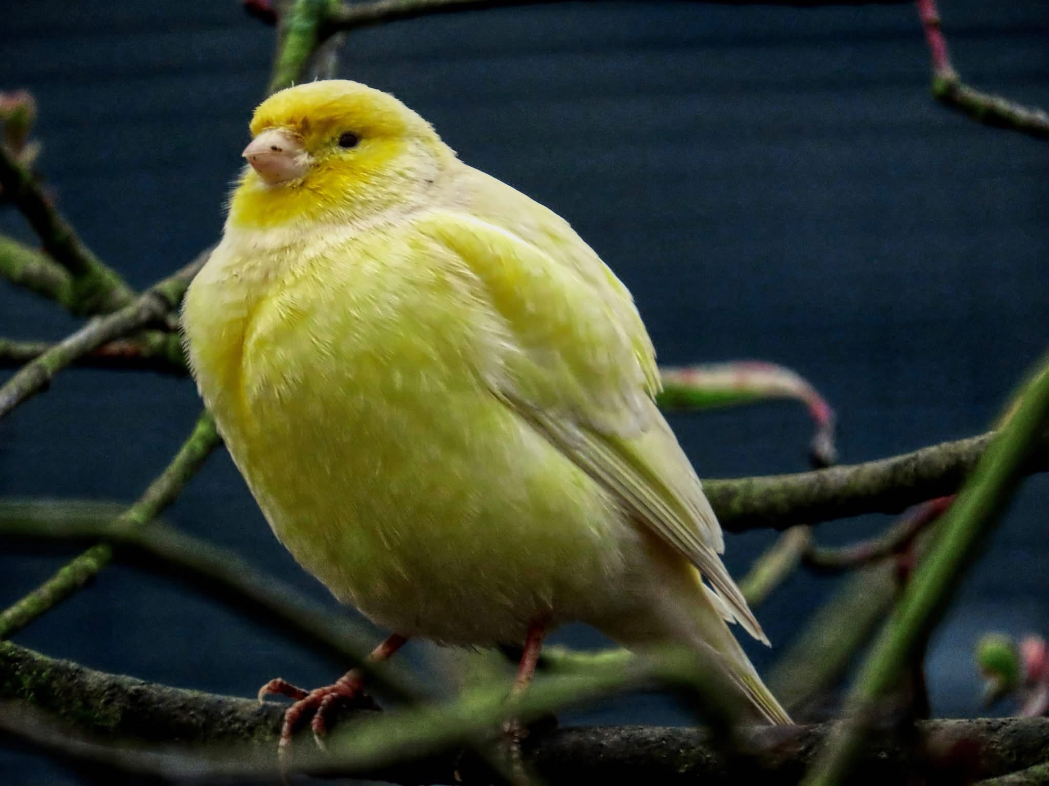 Check out this vibrant yellow bird!